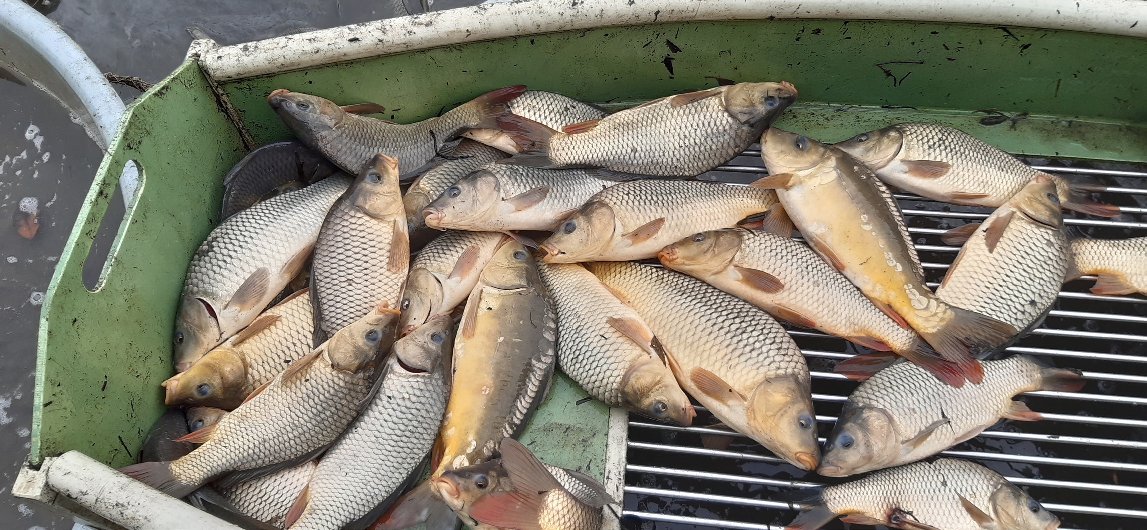 Povodí Moravy, s.p. - rybochovné hospodářství-prodej ryb foto 4