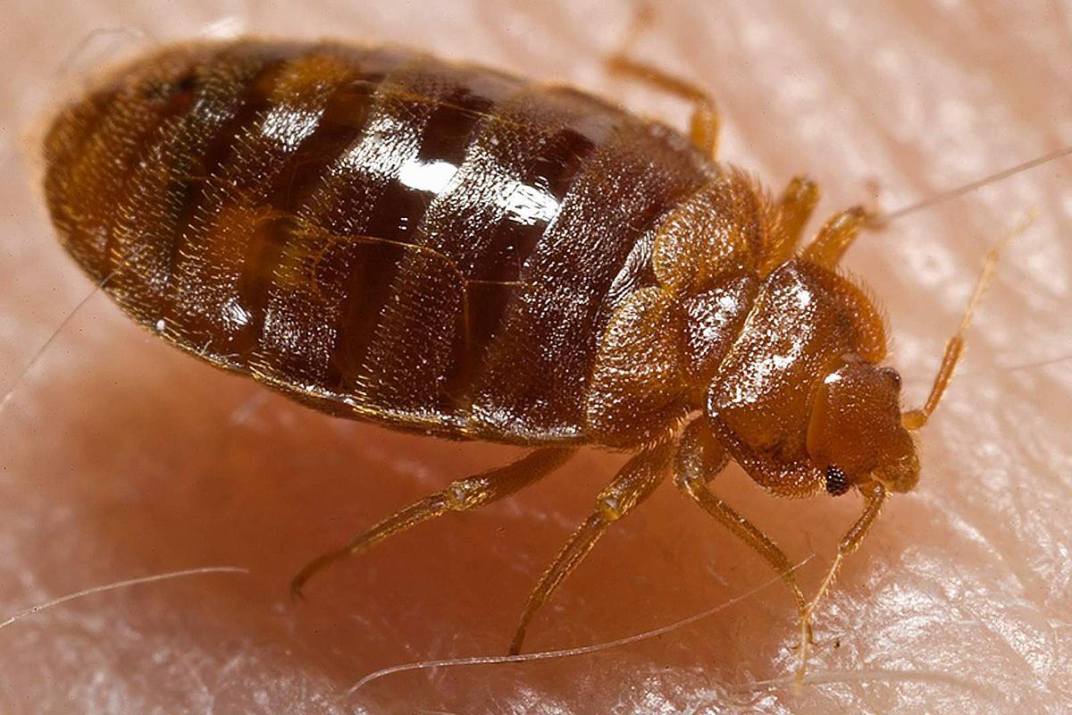 100% Vyhubíme štěnice se zárukou a diskrétně