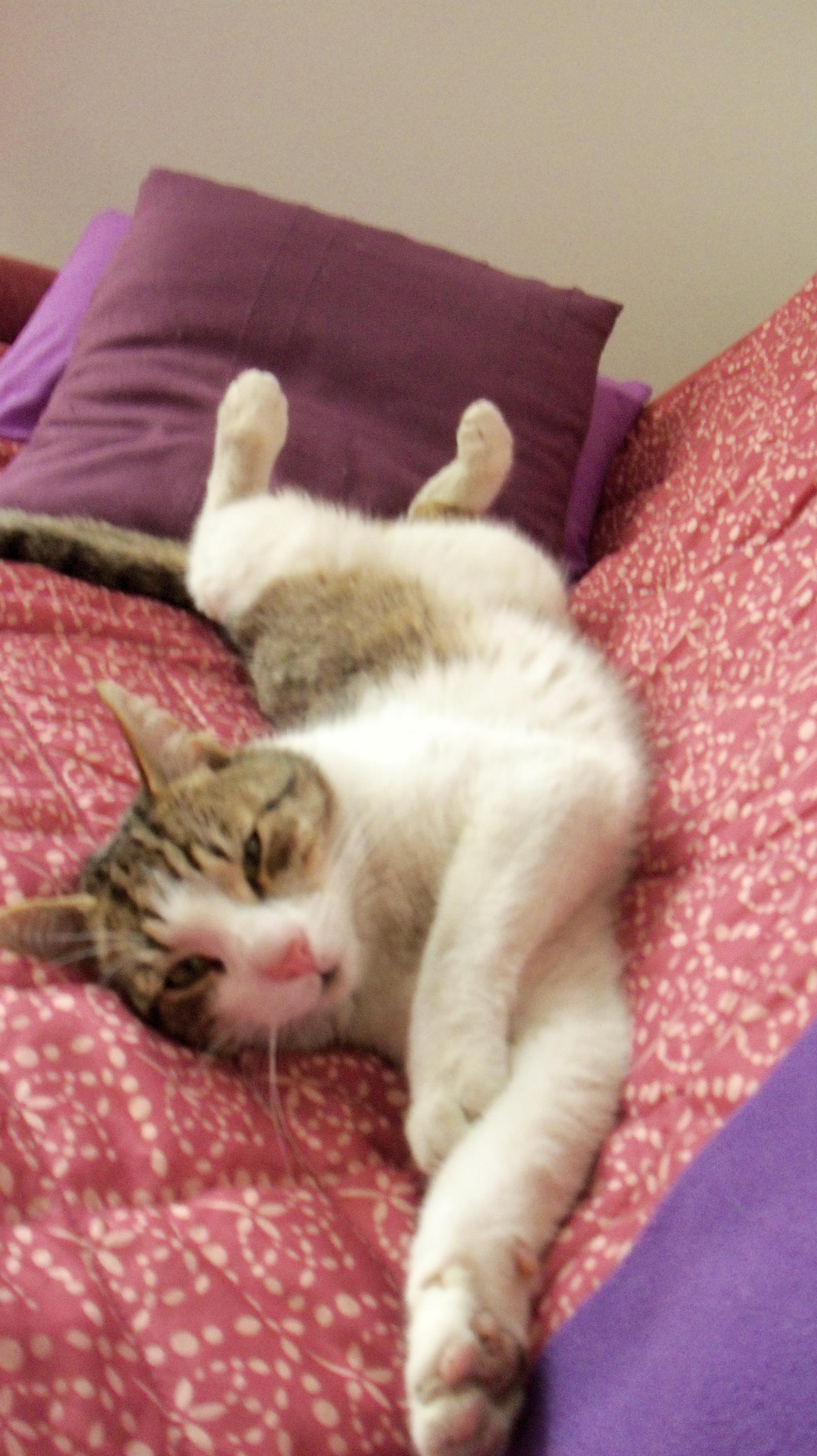 Veterinární klinika MVDr. Gebauer Marek foto 5