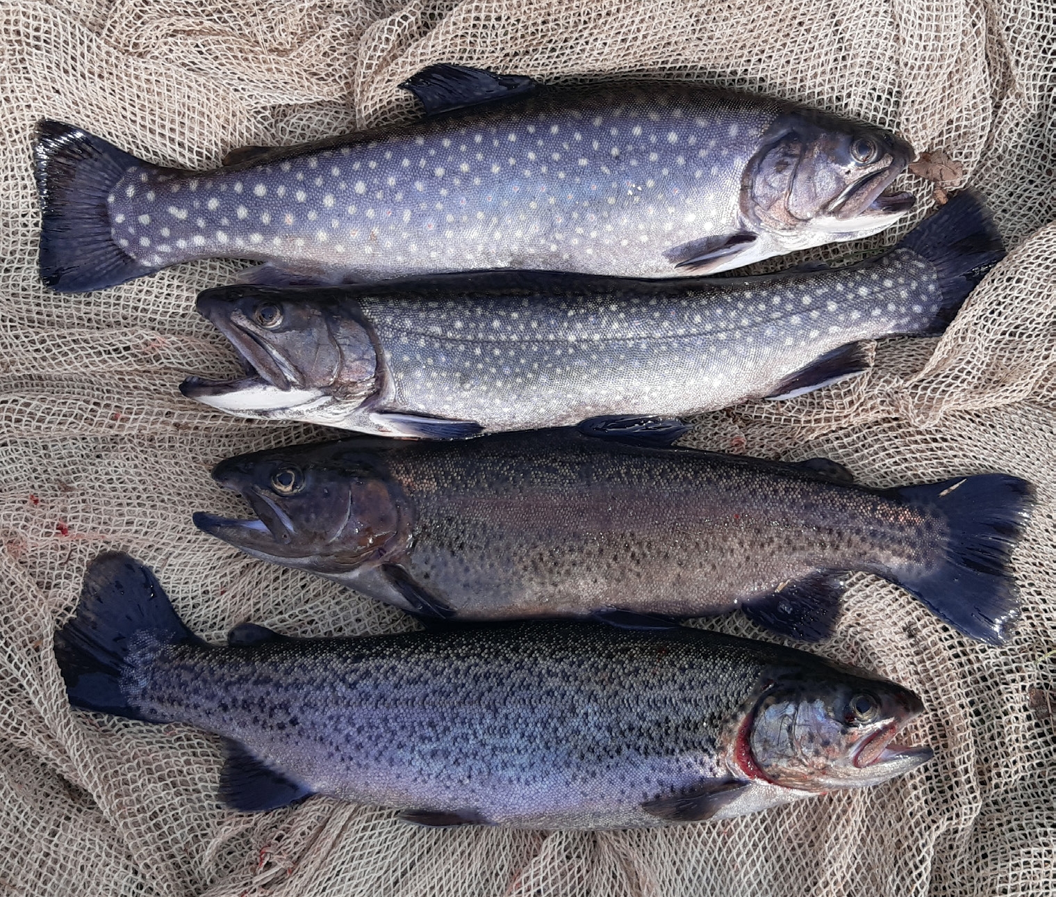 Povodí Moravy, s.p. - rybochovné hospodářství-prodej ryb foto 3