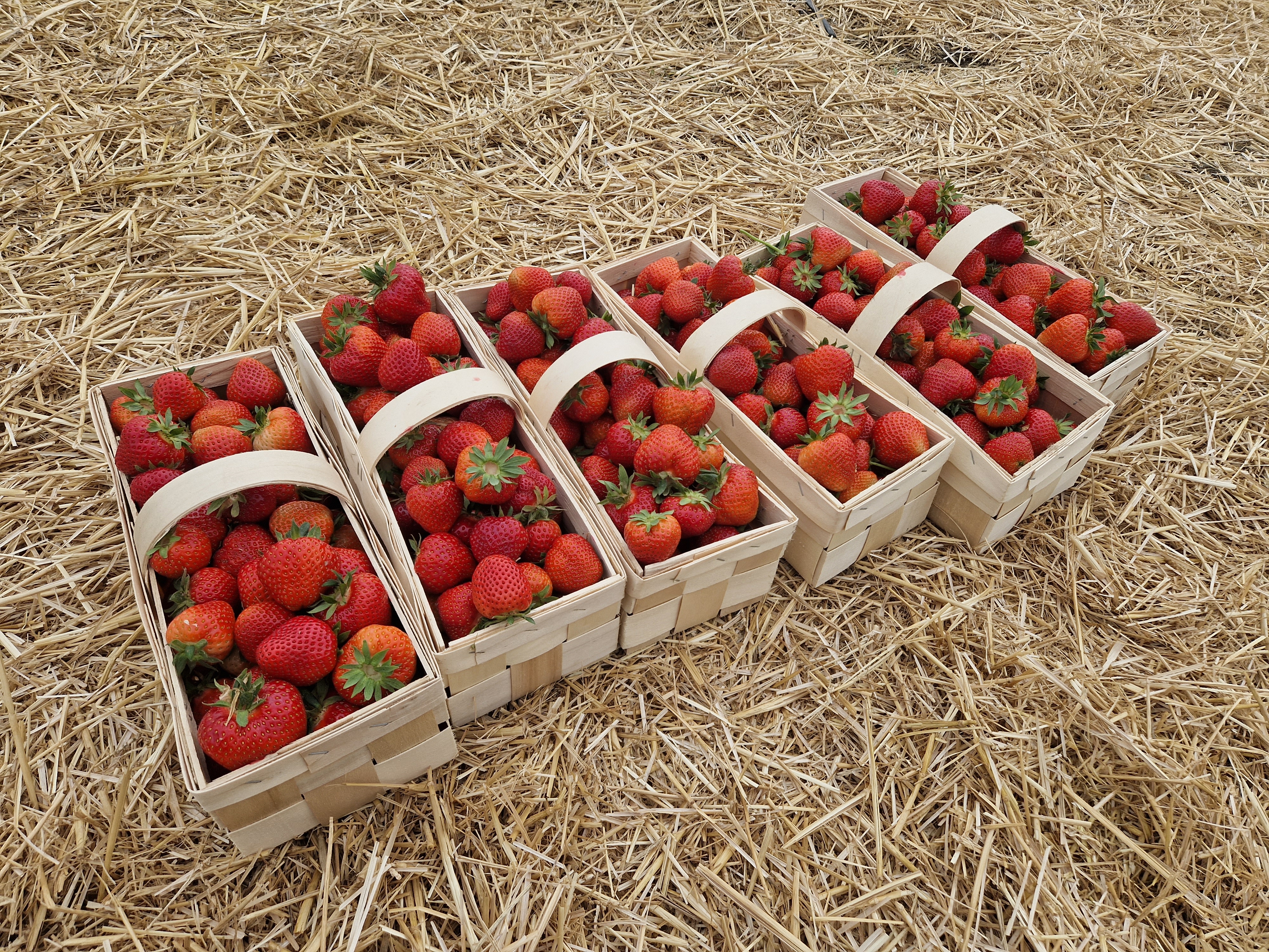 Jahodárna Skrbeň - SOLAGRO, s.r.o.