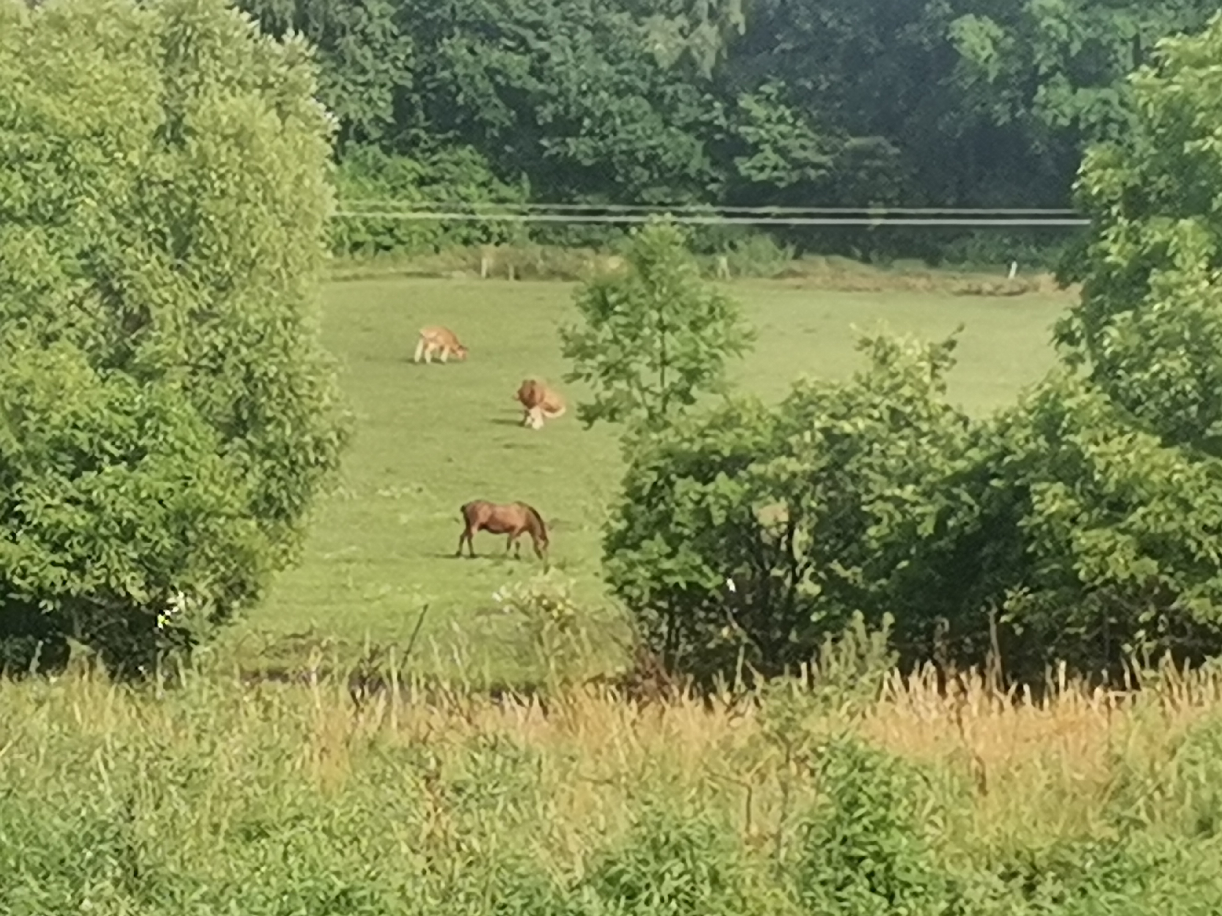 Farma Kozí Hrádek foto 3