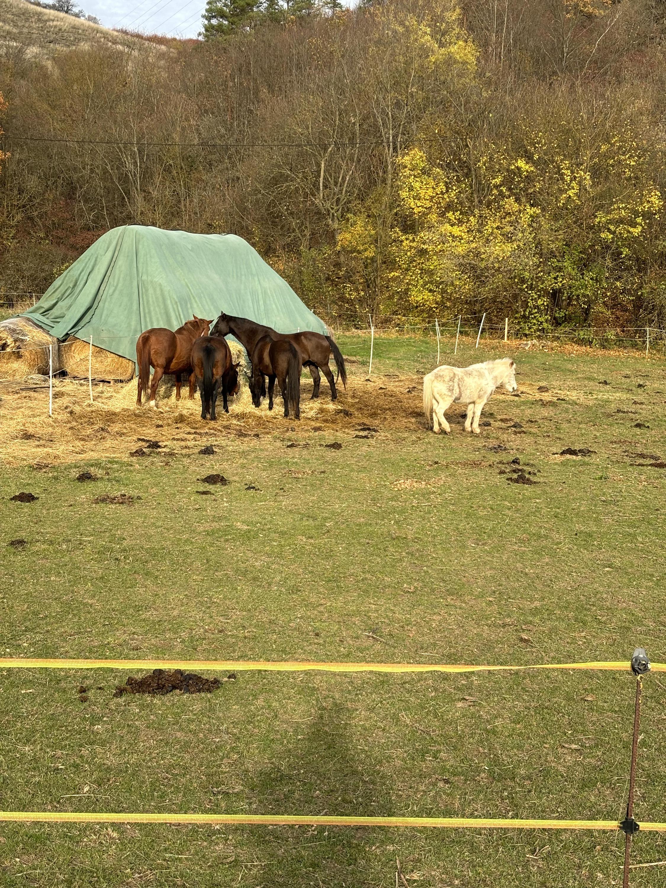 Občerstvení V Kozle foto 6