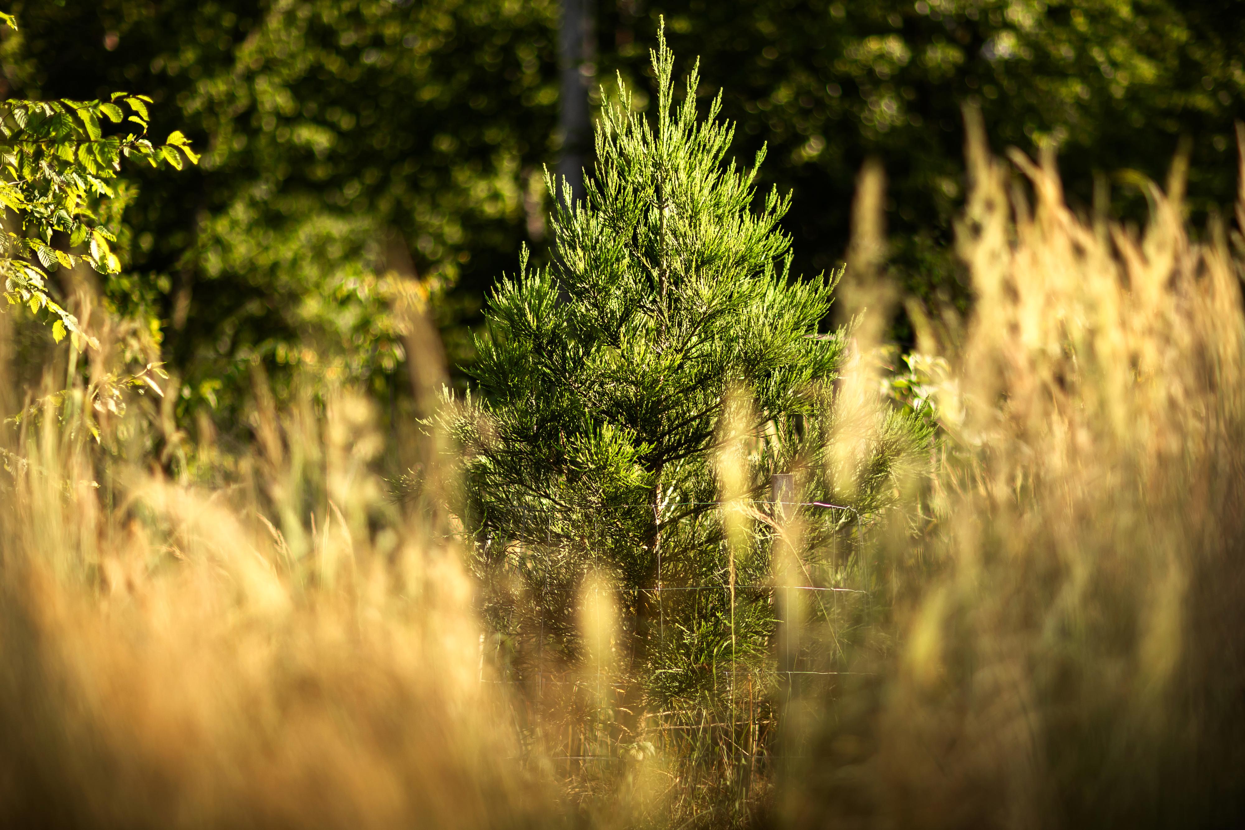 Mamutí stromy foto 6