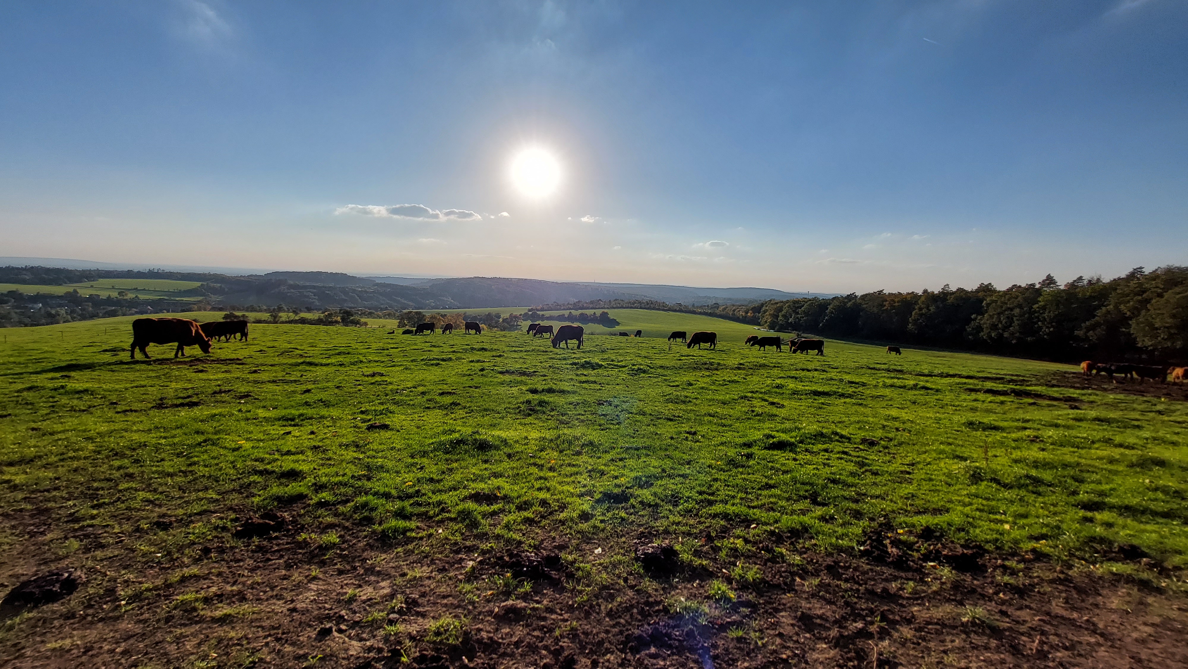 Lesní bar U Krav foto 3