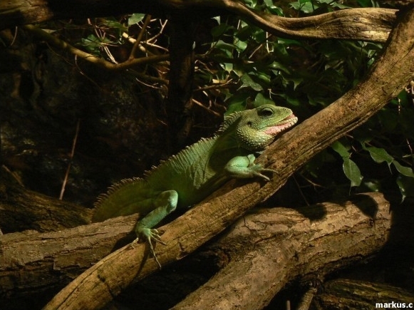 Zoo Děčín - Rajské ostrovy