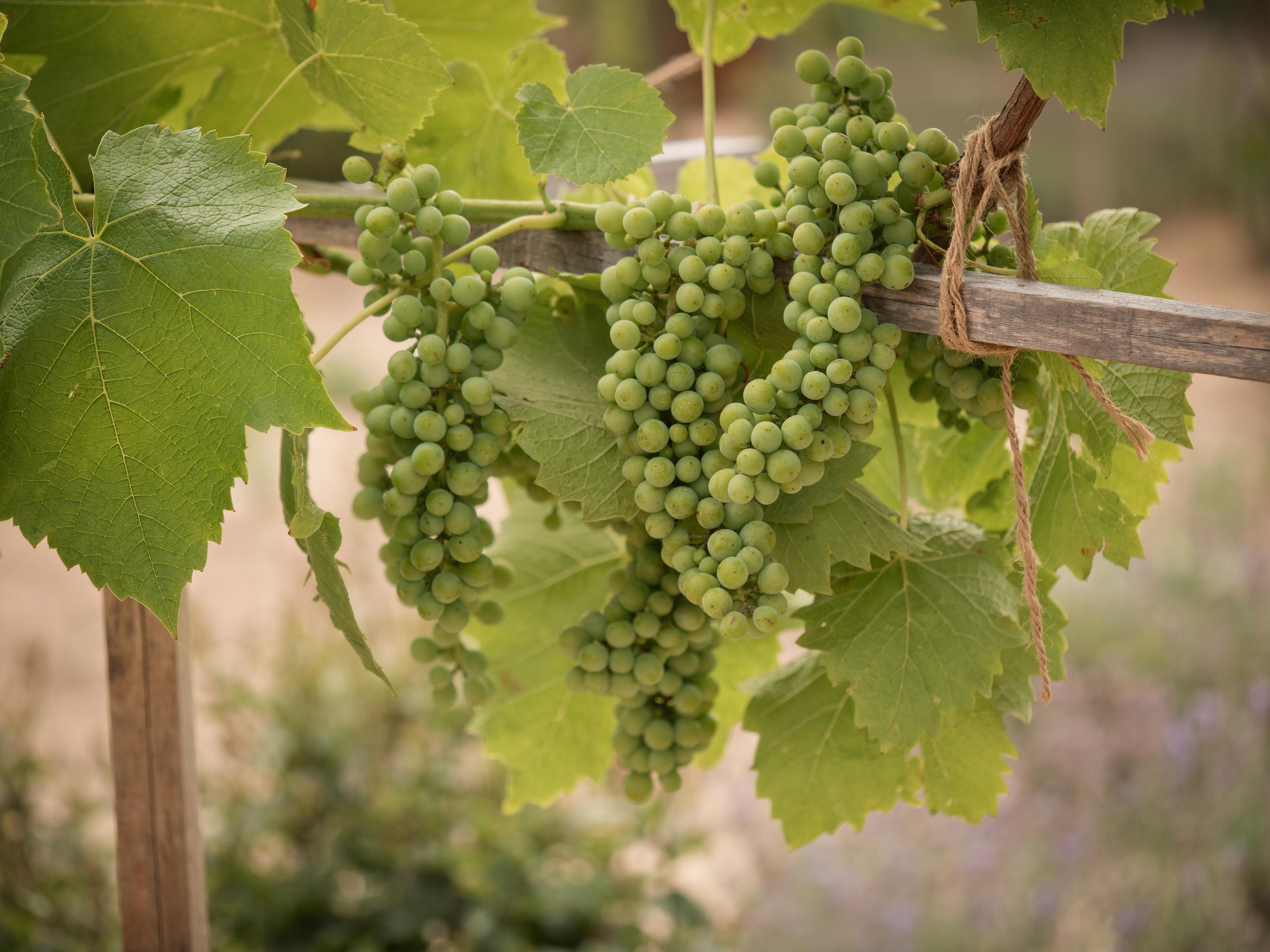 Vinohrad Smrkový Týnec foto 3