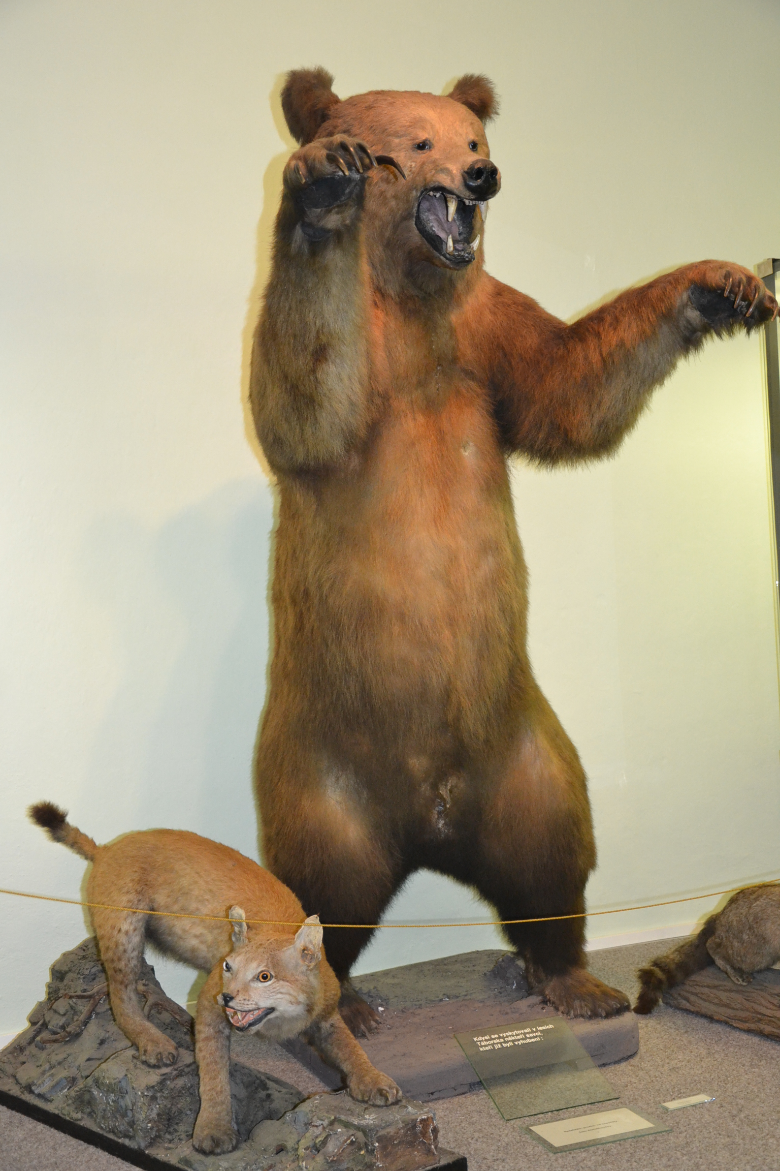 Blatské muzeum Rožmberský dům foto 5