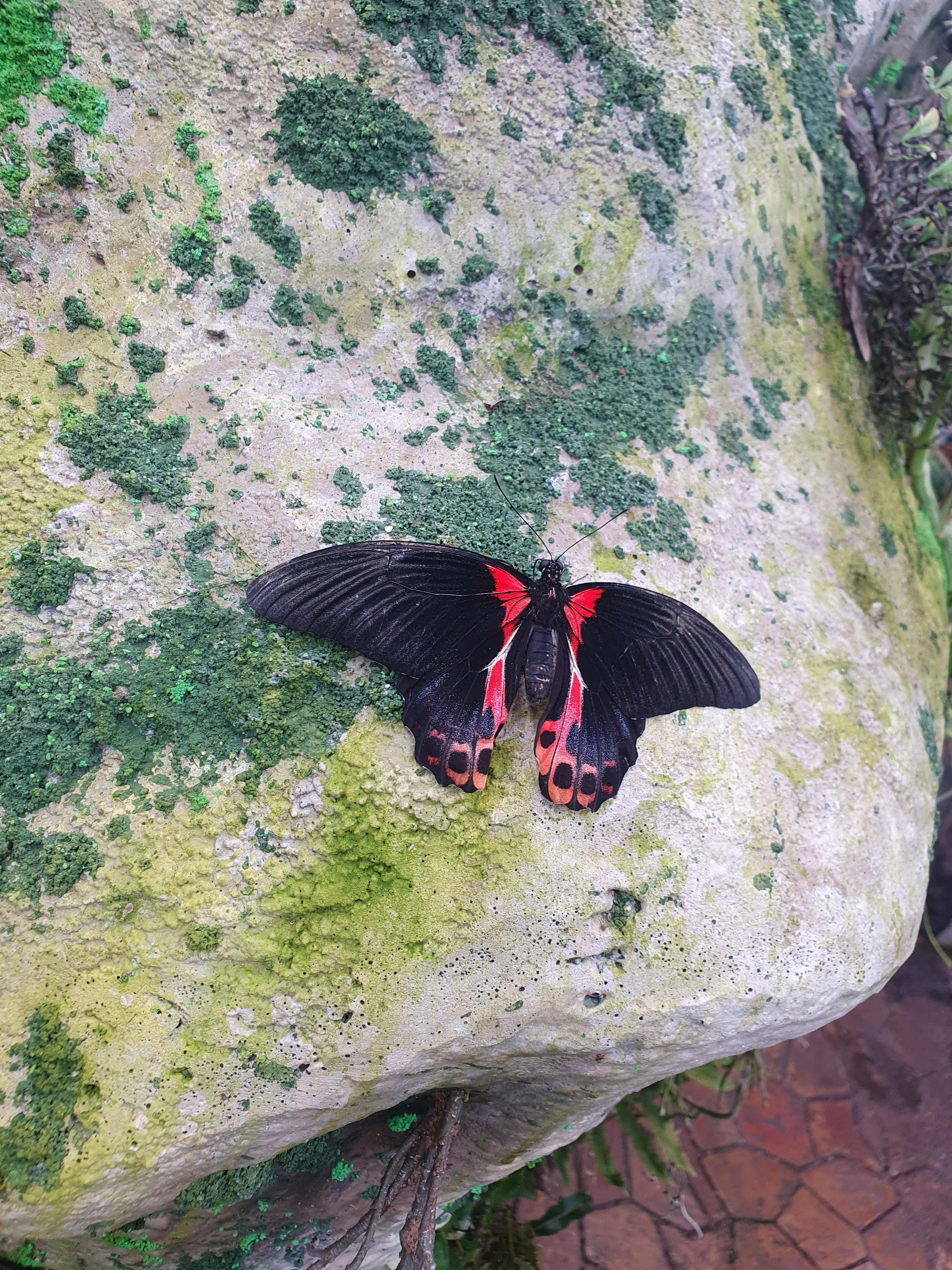 Papilonia – motýlí dům Lipno foto 6