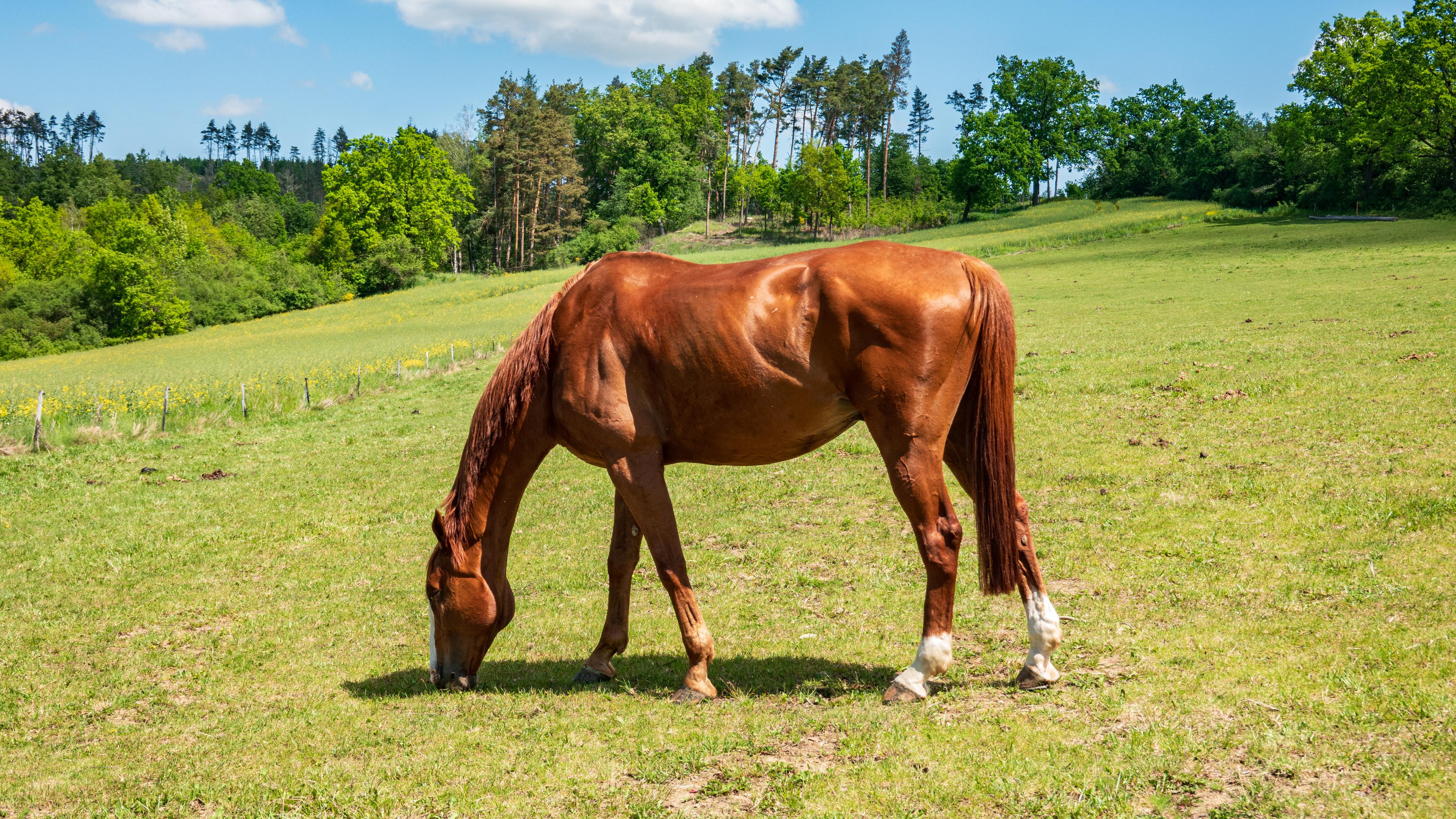 Jezdecký klub Nová Ves foto 5