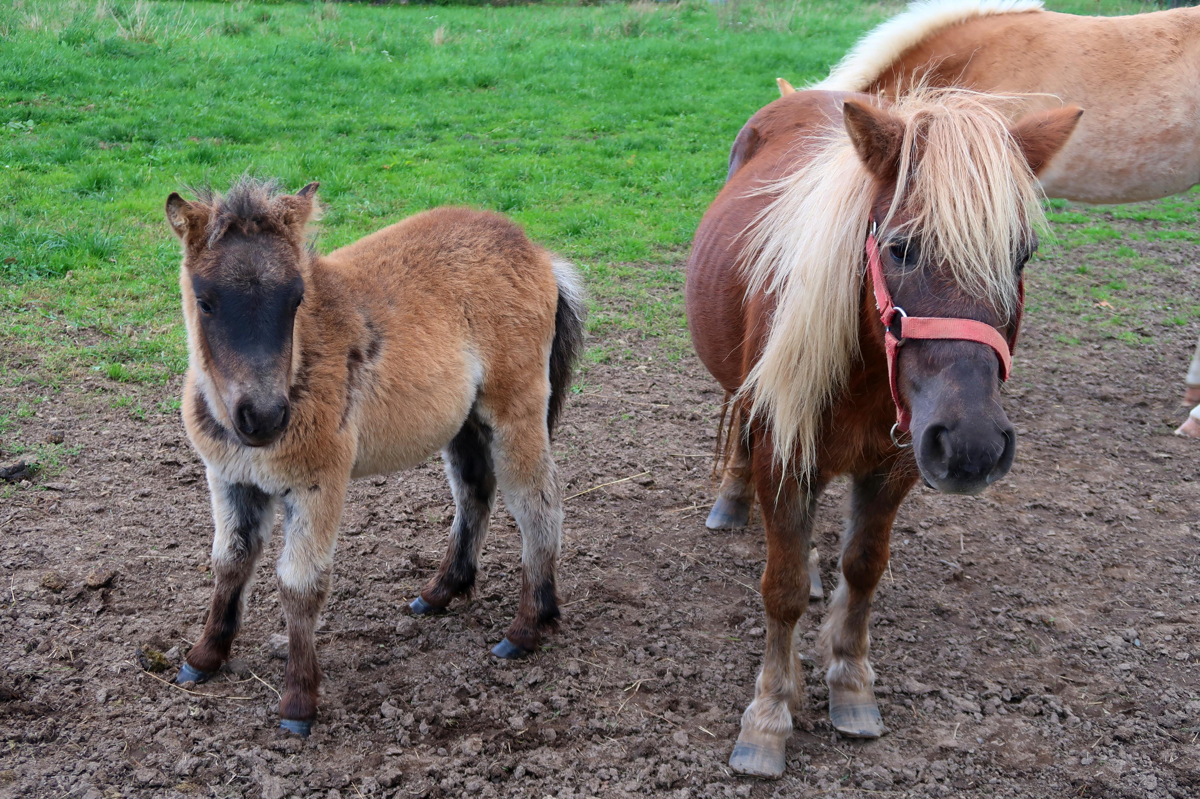 Babiččin dvoreček Licibořice