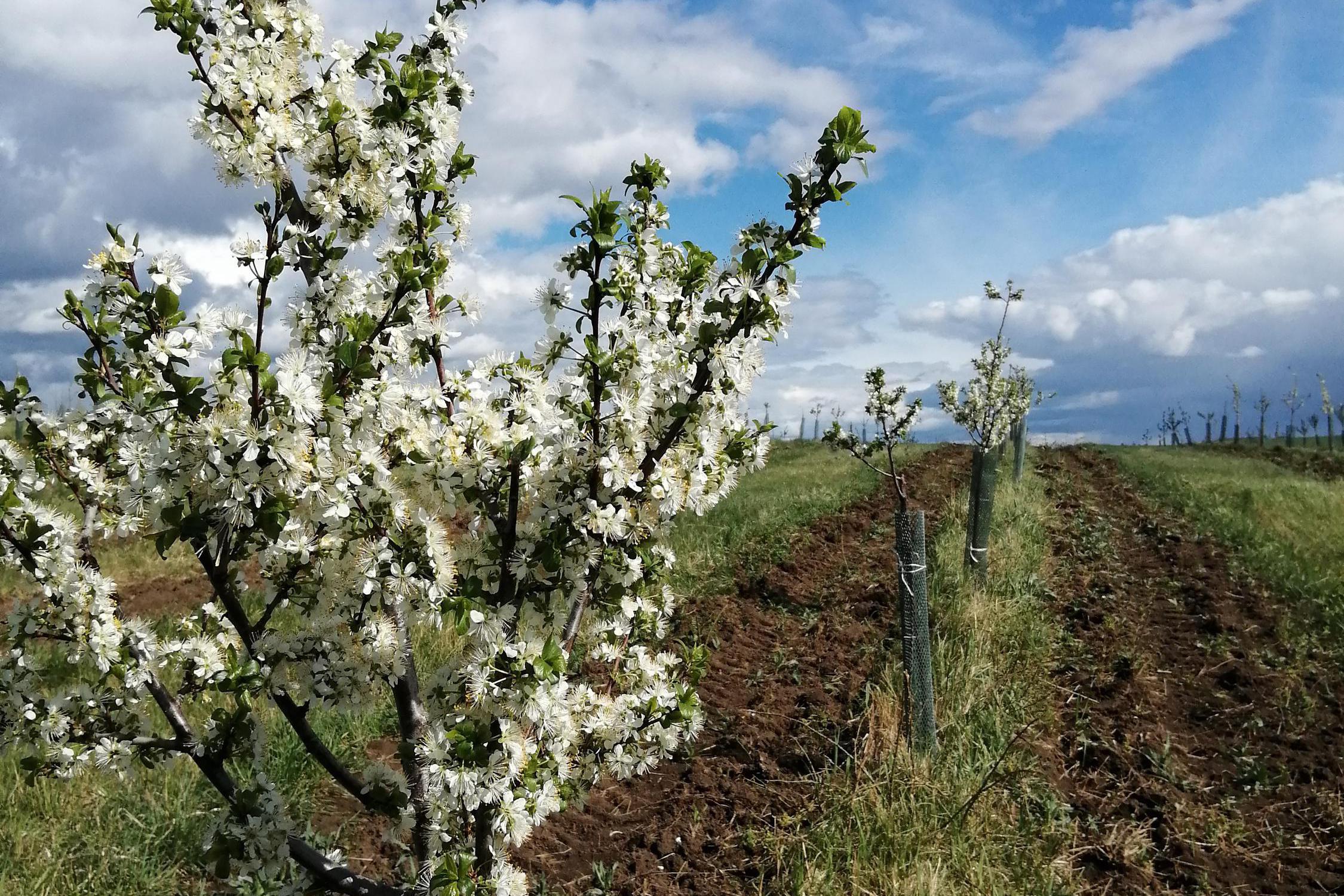 ZEČI - SADY, s.r.o.