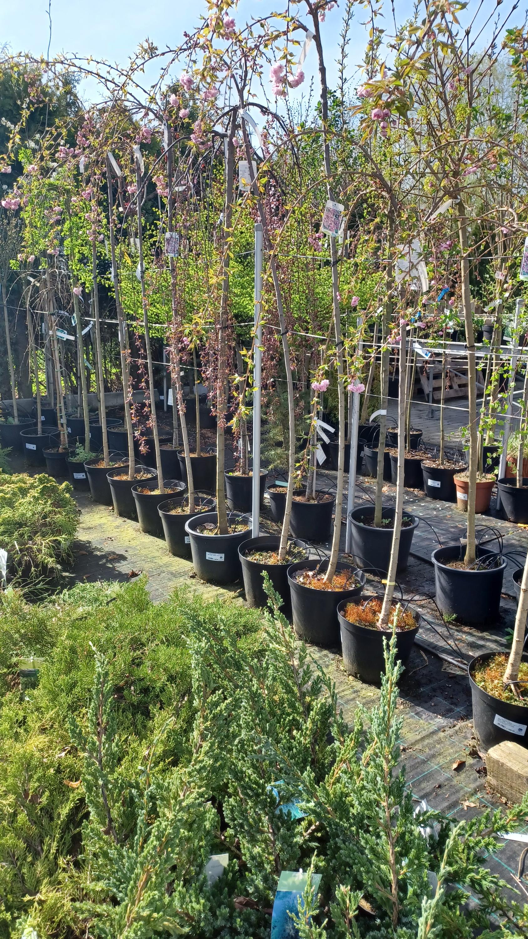 Ing. Jana Jánešová - Flora centrum foto 2