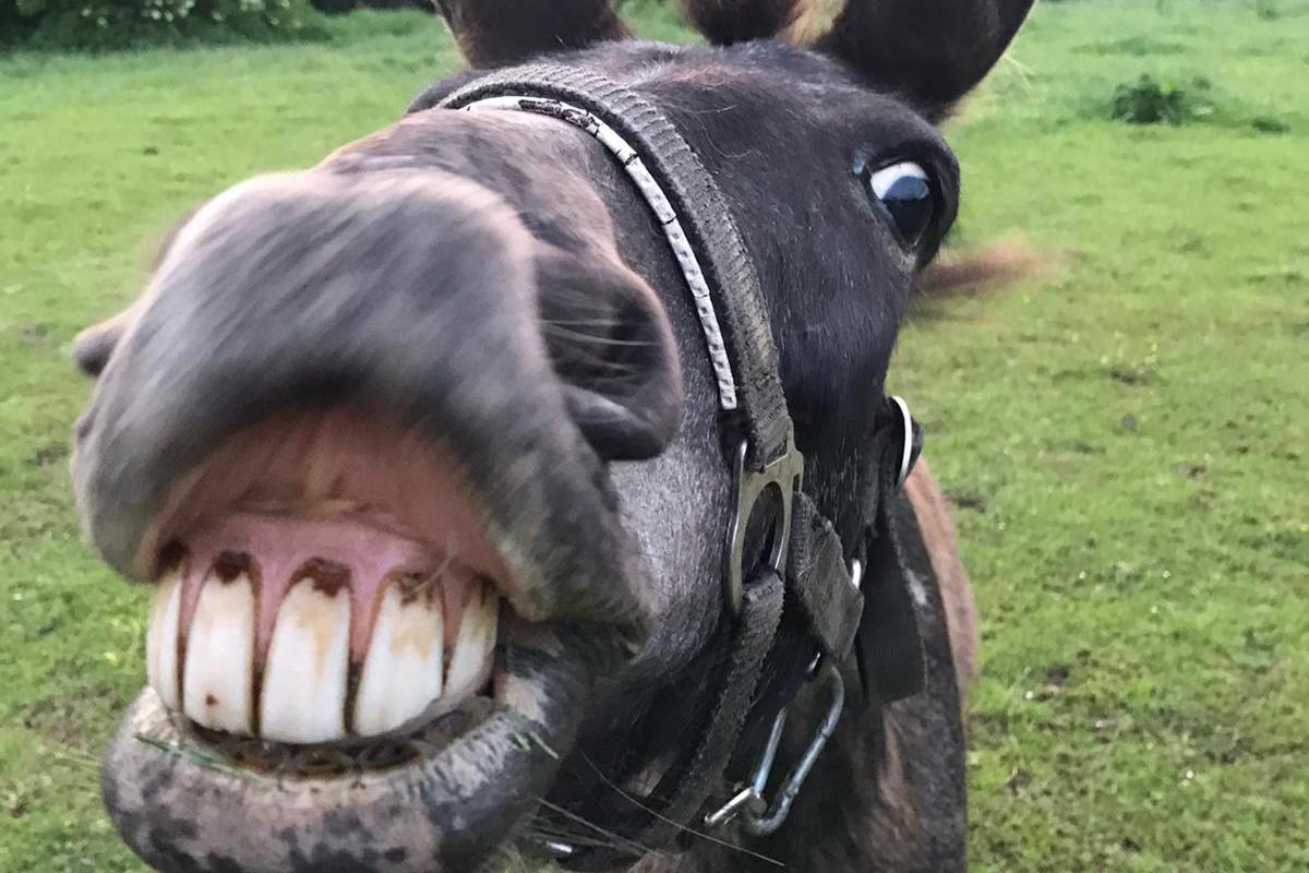 Jízdárna Divišov u Sušice