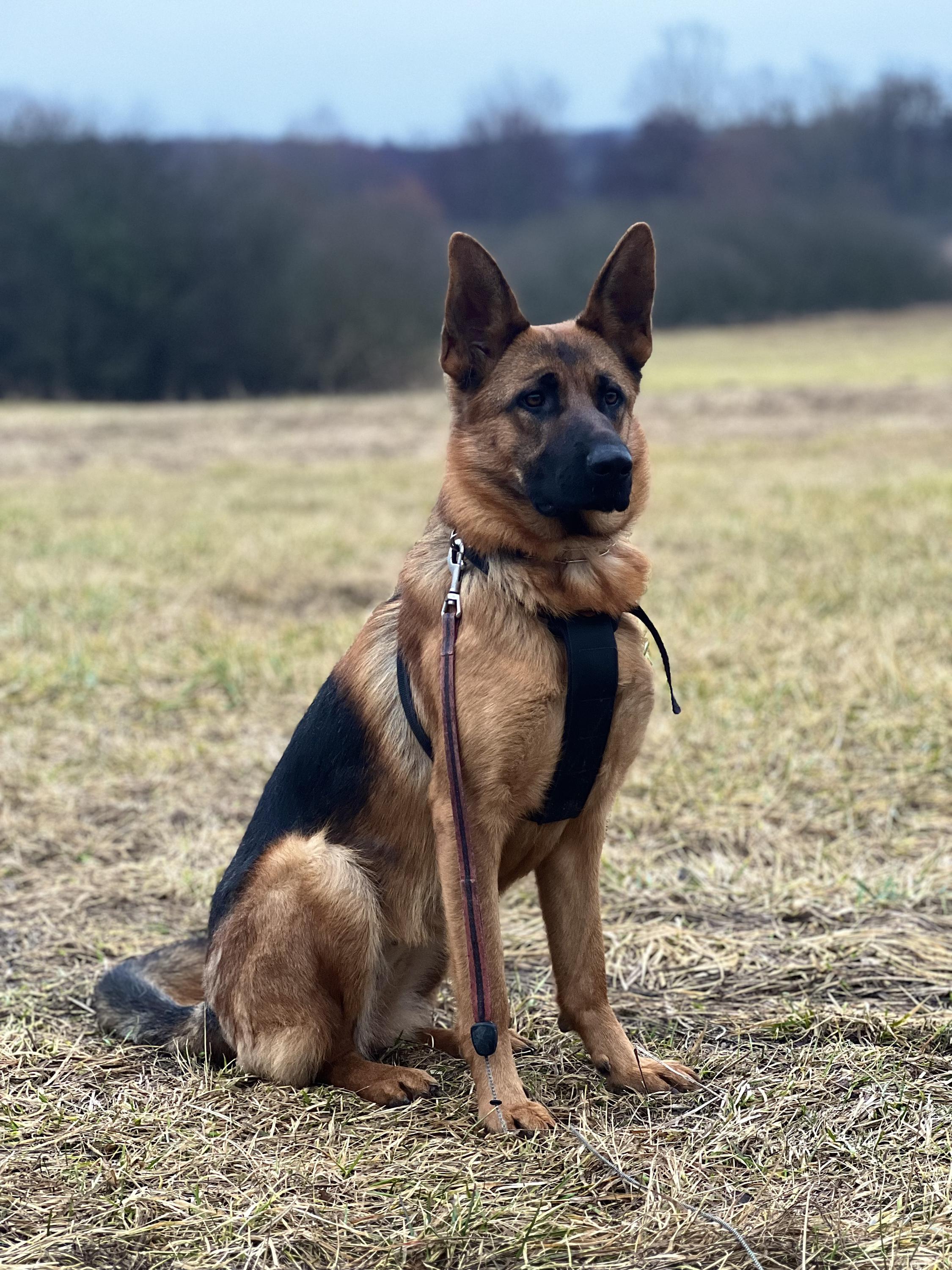 Psí škola WeDogs foto 3