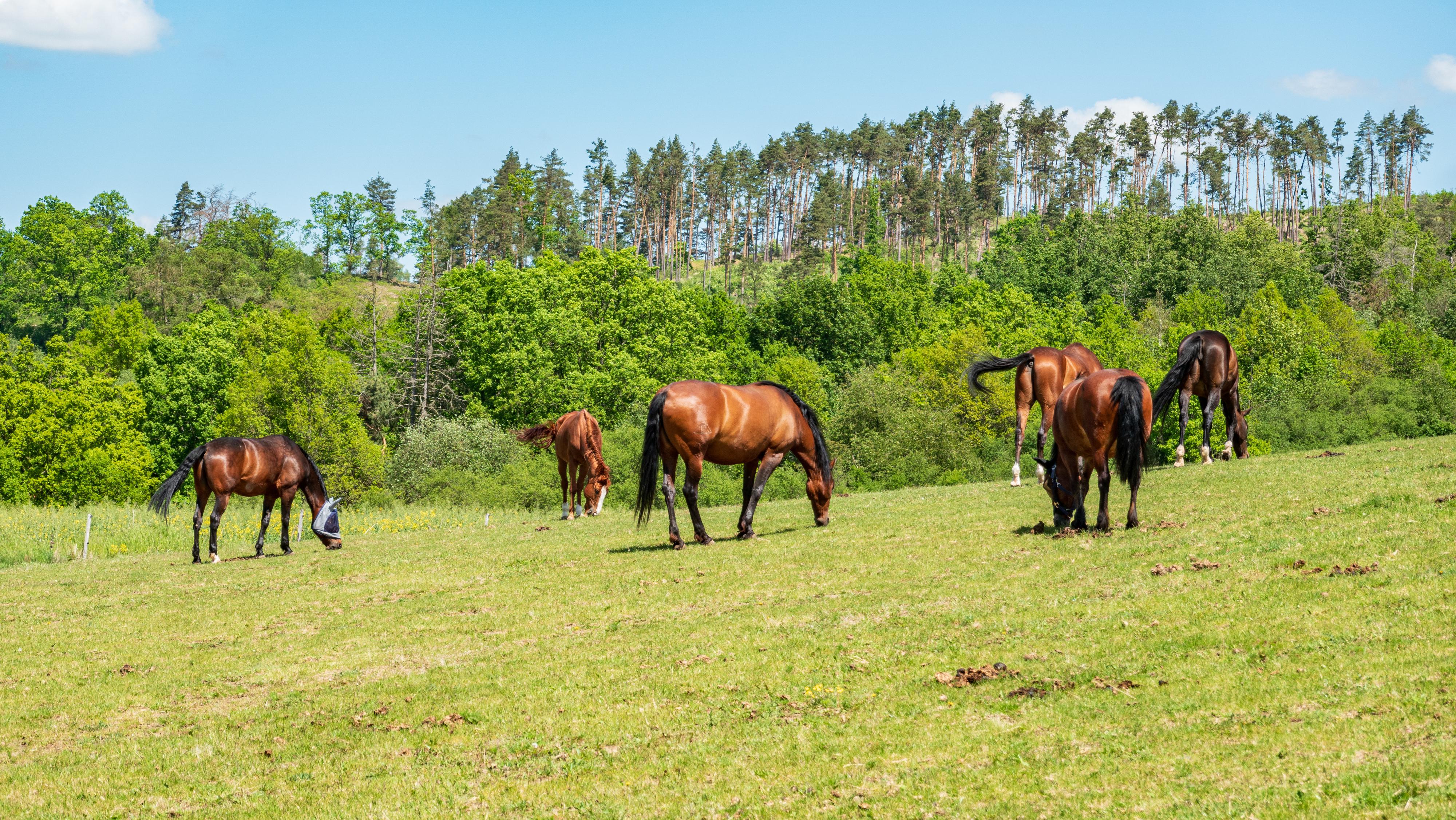 Jezdecký klub Nová Ves foto 4