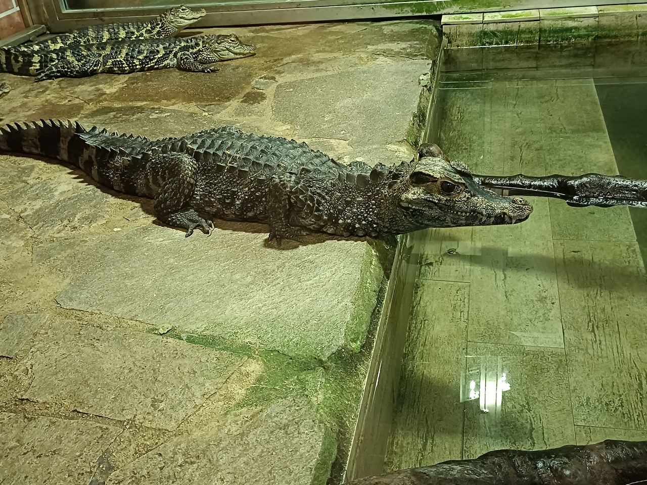 Krokodýlí ZOO Protivín foto 3