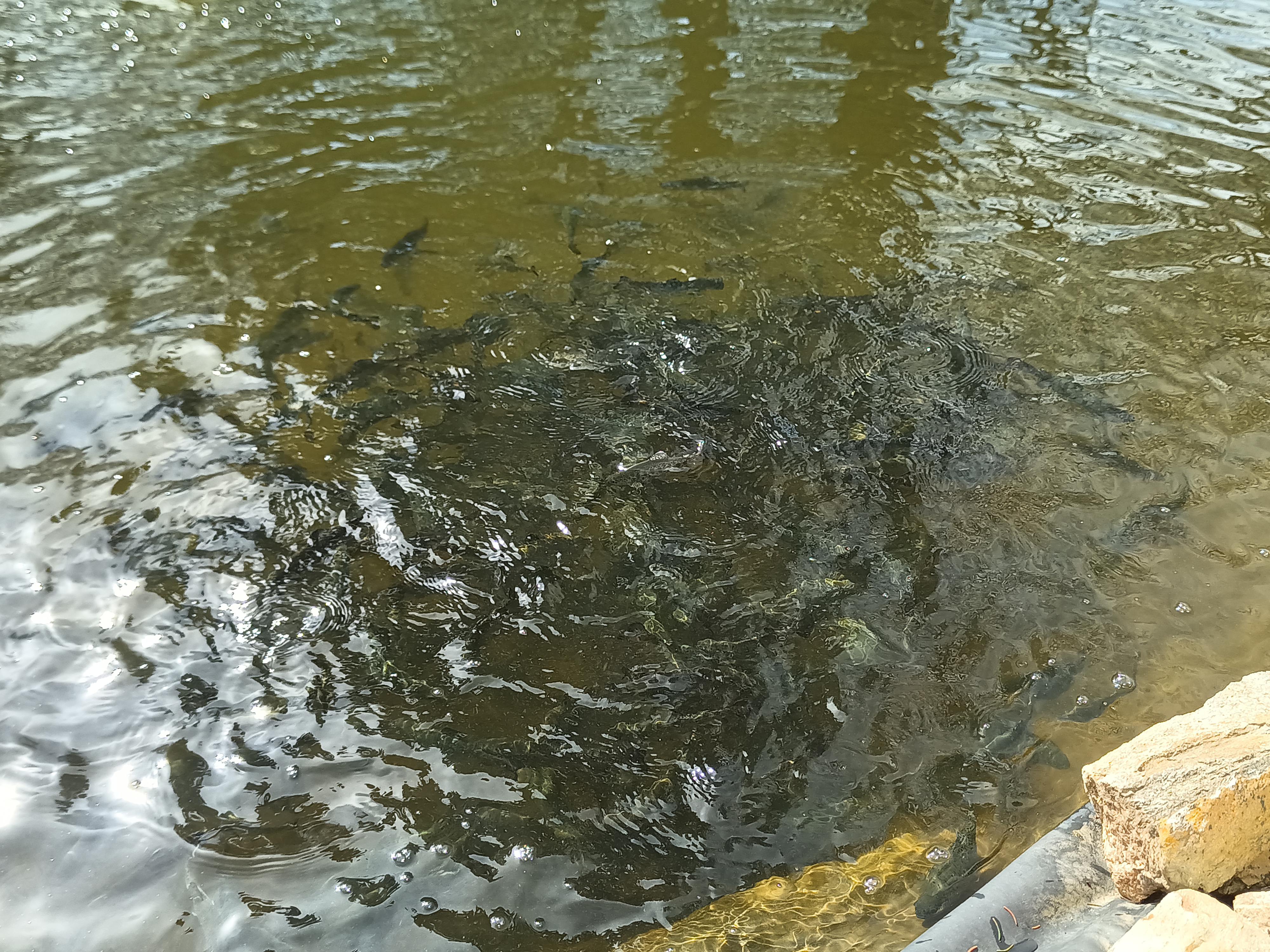 Pstruhařství Kunkovice - Vlastimil Pikálek foto 2