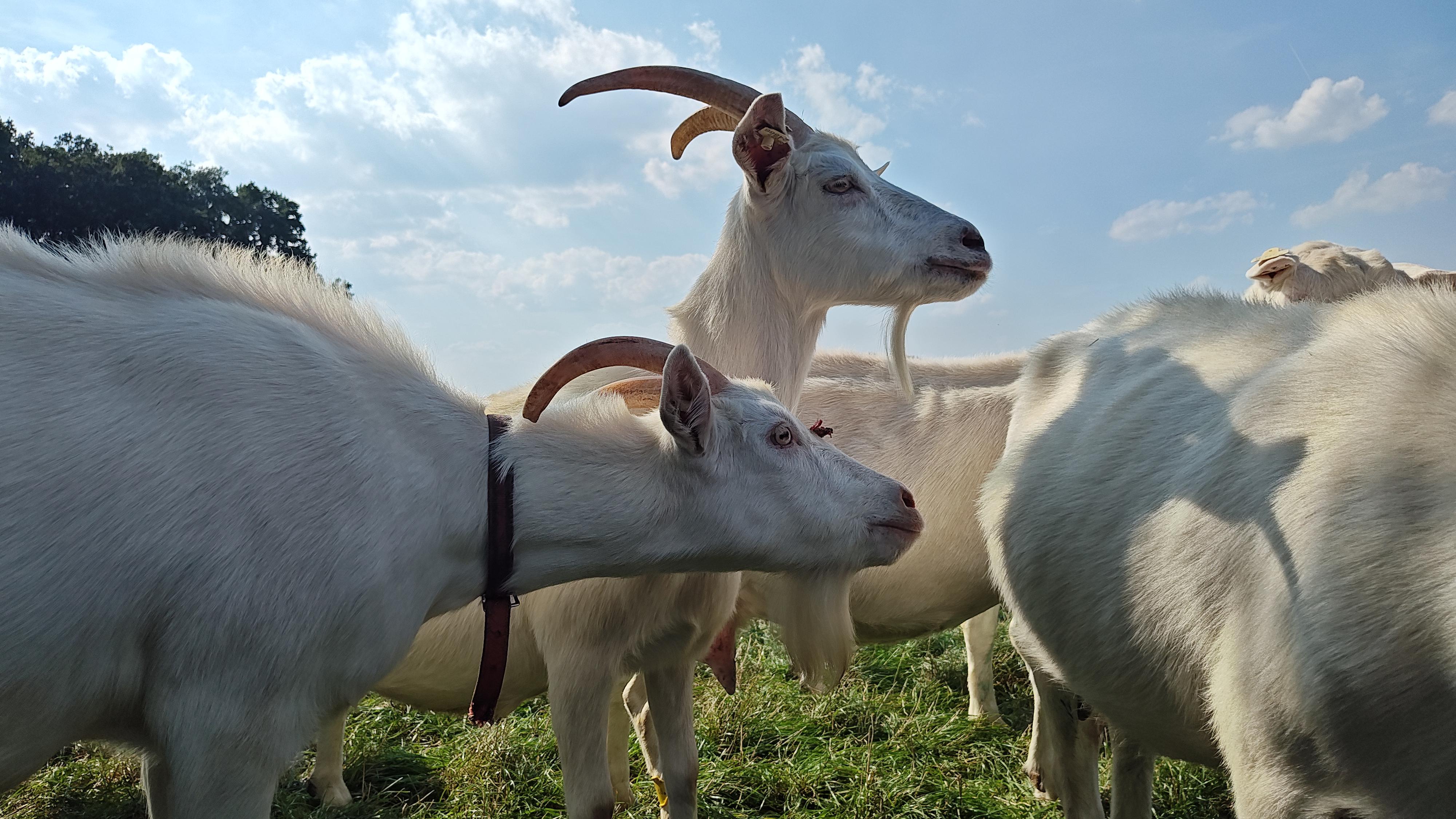 Kozí BIO farma Dolínek foto 4