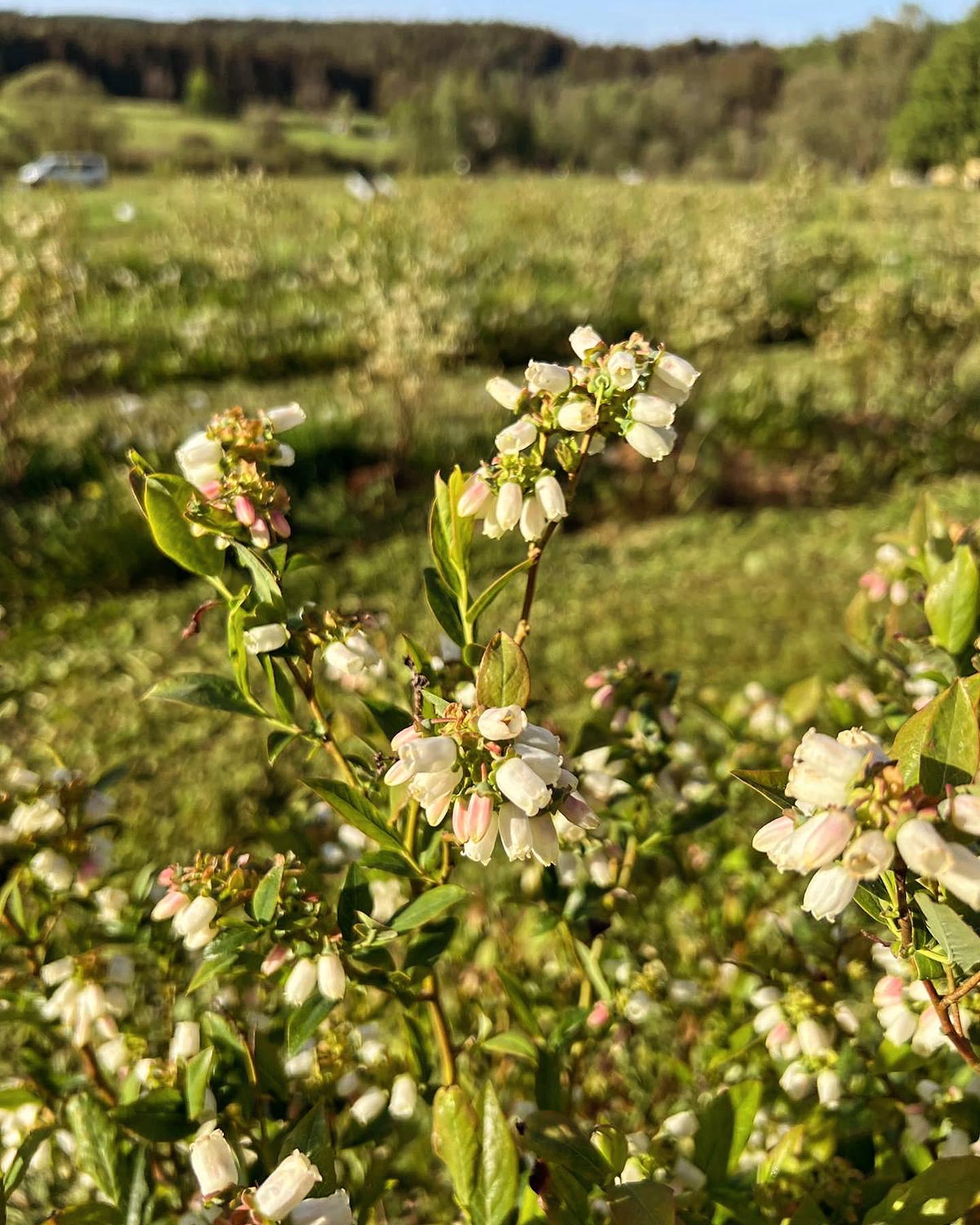 Borůvky Libá foto 3