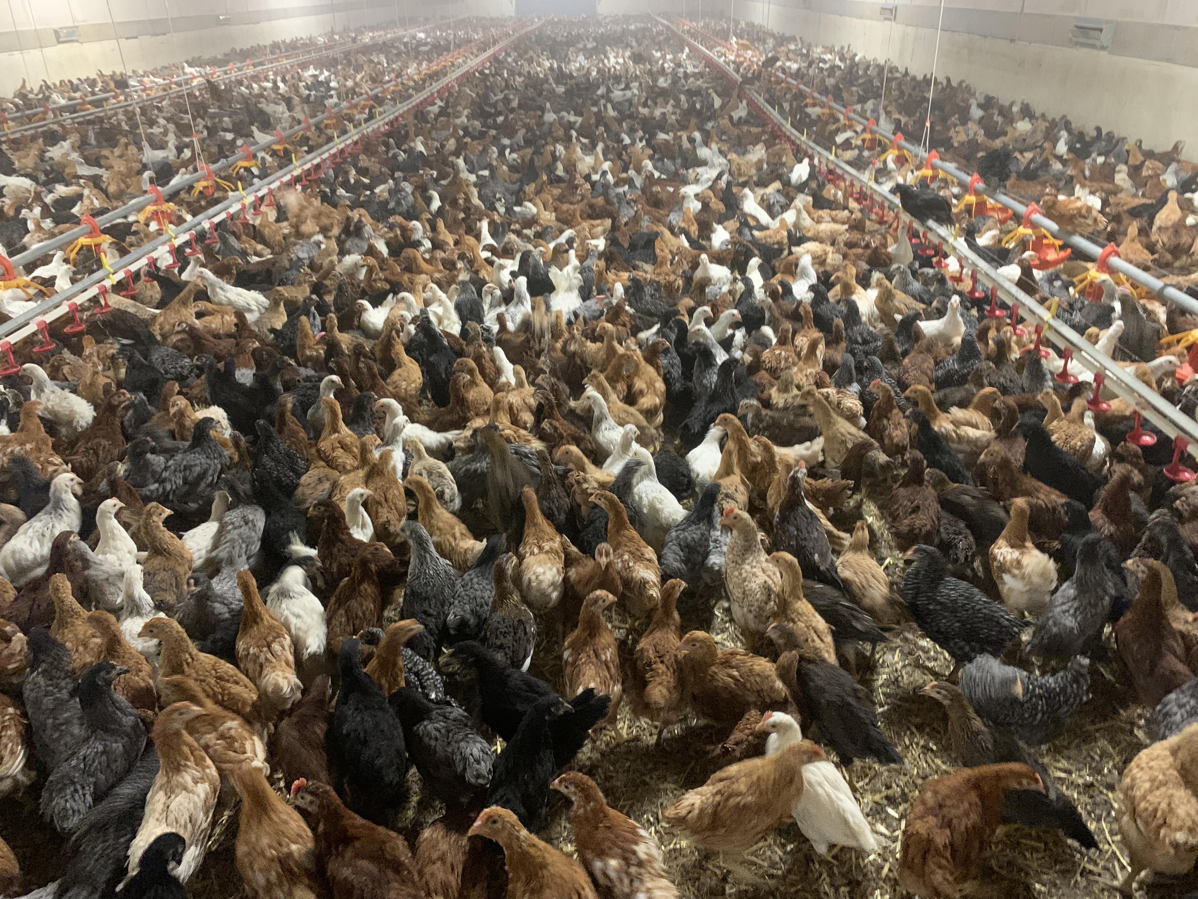 Bušta - odchov a prodej kuřic foto 6