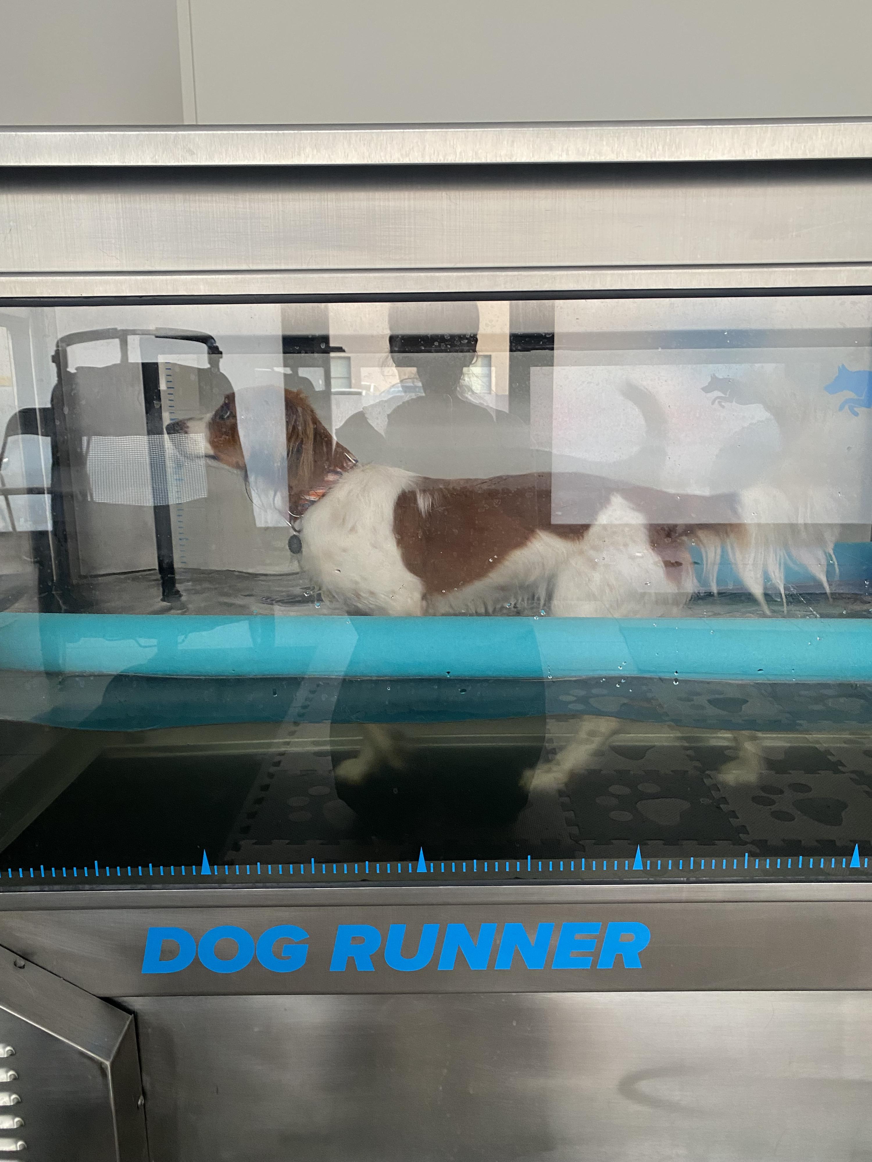 Hydroterapie pro psy