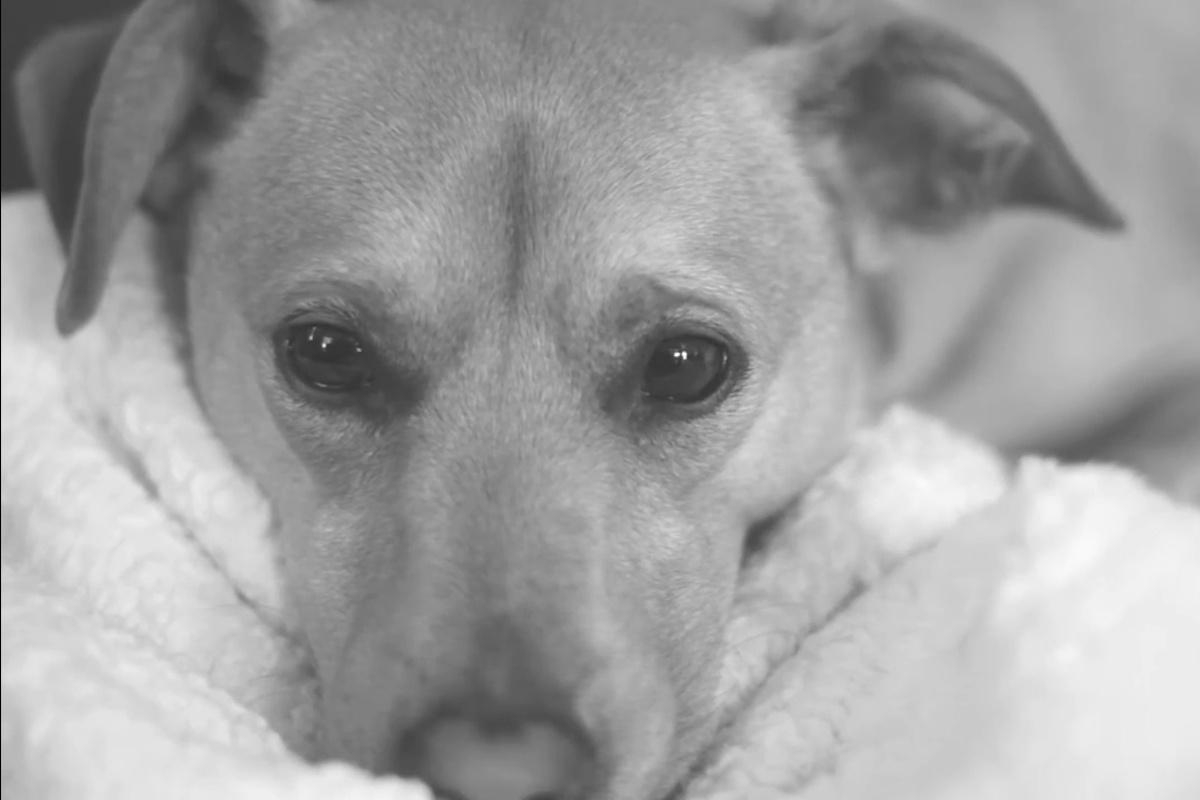 B.E.D.V. & Pomoc z.s.