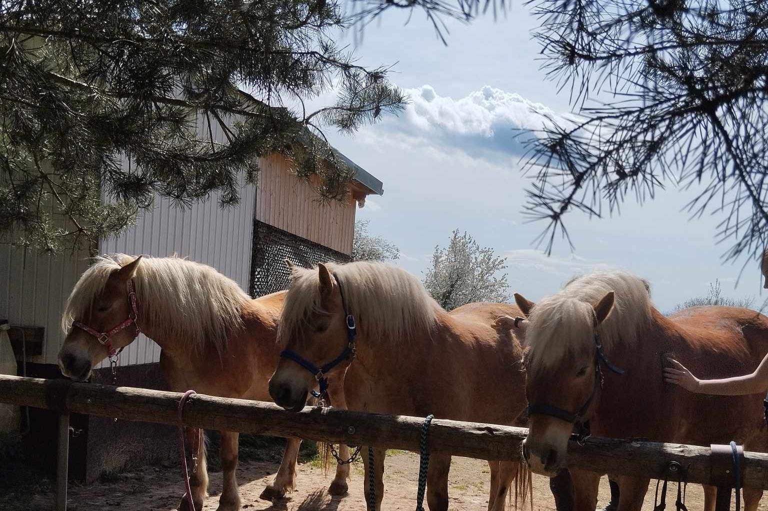 Jana Černá - Koně Václavice foto 1