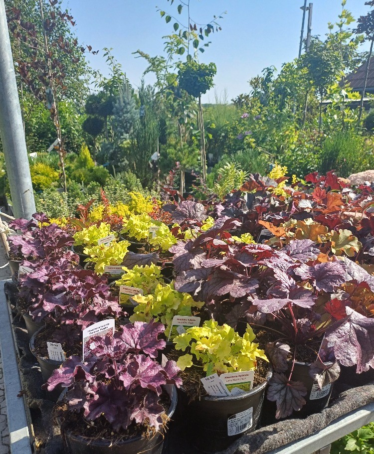 ZAHRADNÍ CENTRUM V ALEJI foto 2