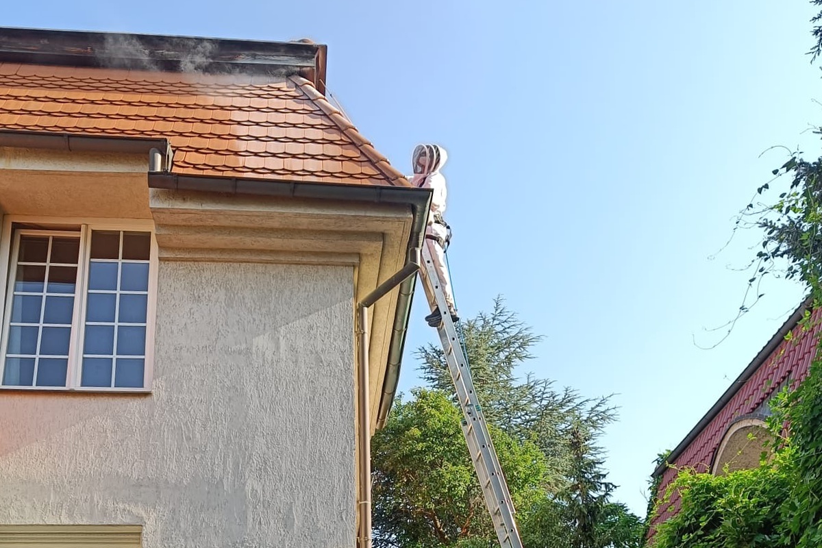 Deratiz - Deratizace, dezinsekce, dezinfekce foto 3