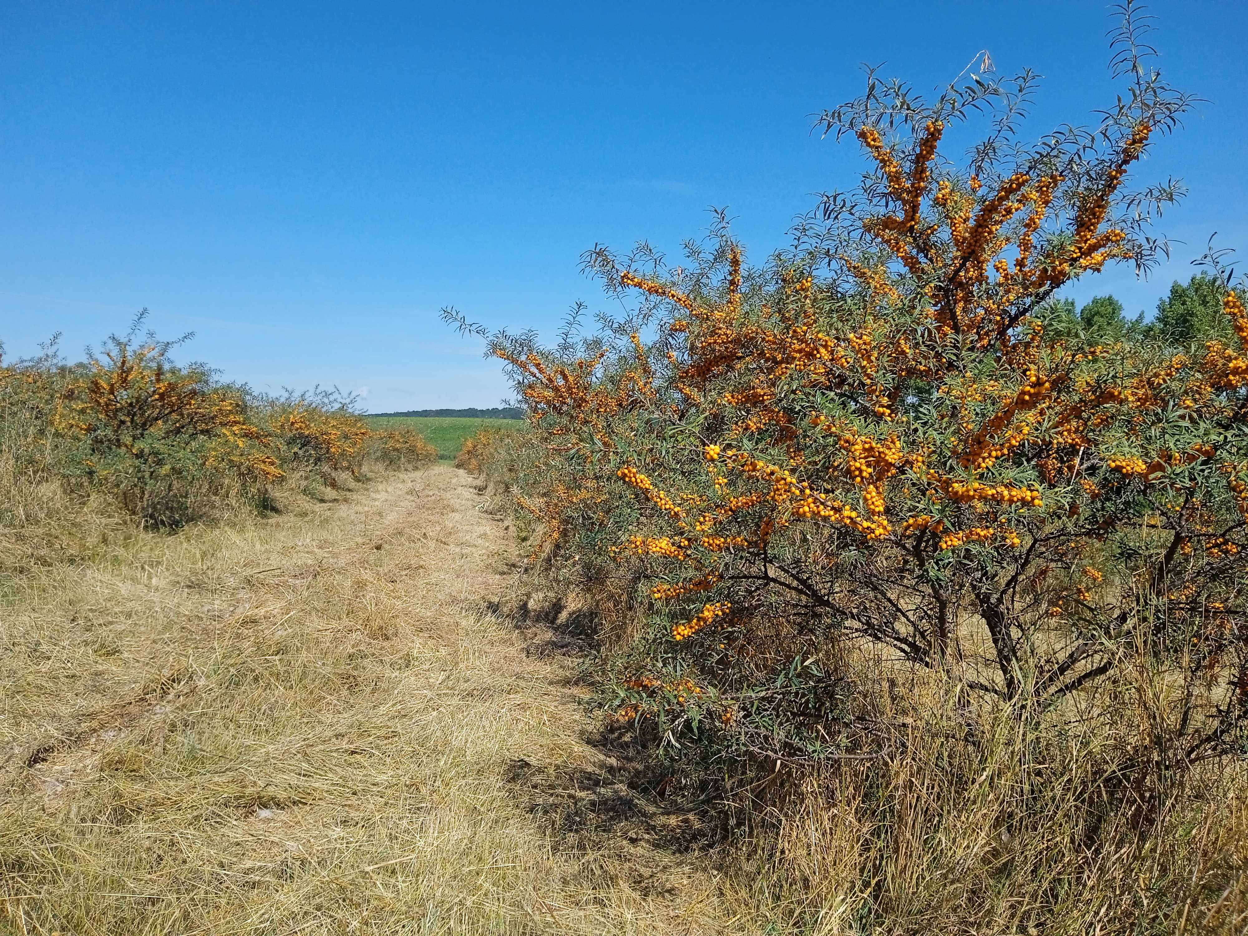 Rakytníkové sady foto 4