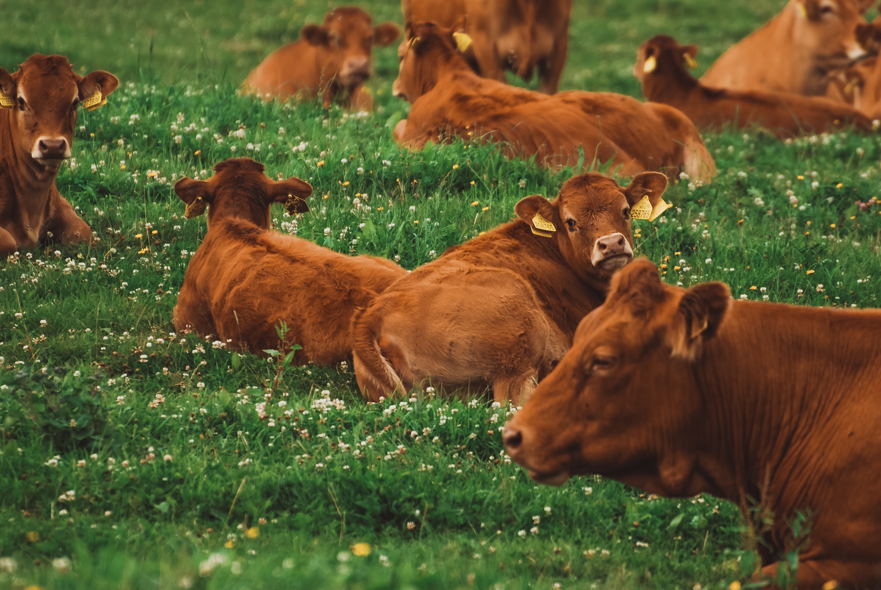Farma Sedloňov foto 4