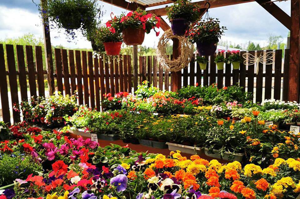 Velký výběr letniček