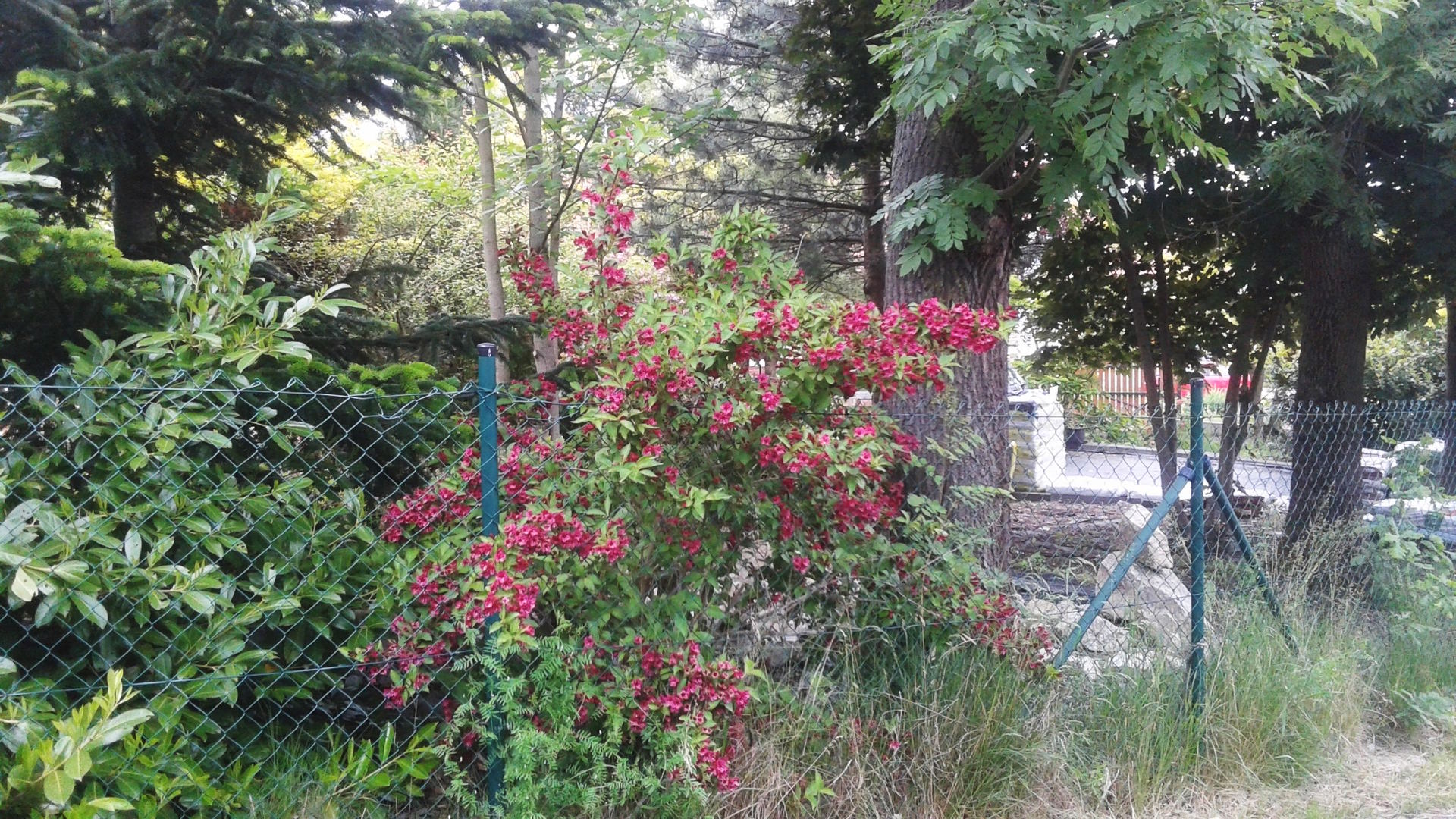 Zahradnictví SAFRO Milan Havlis foto 6