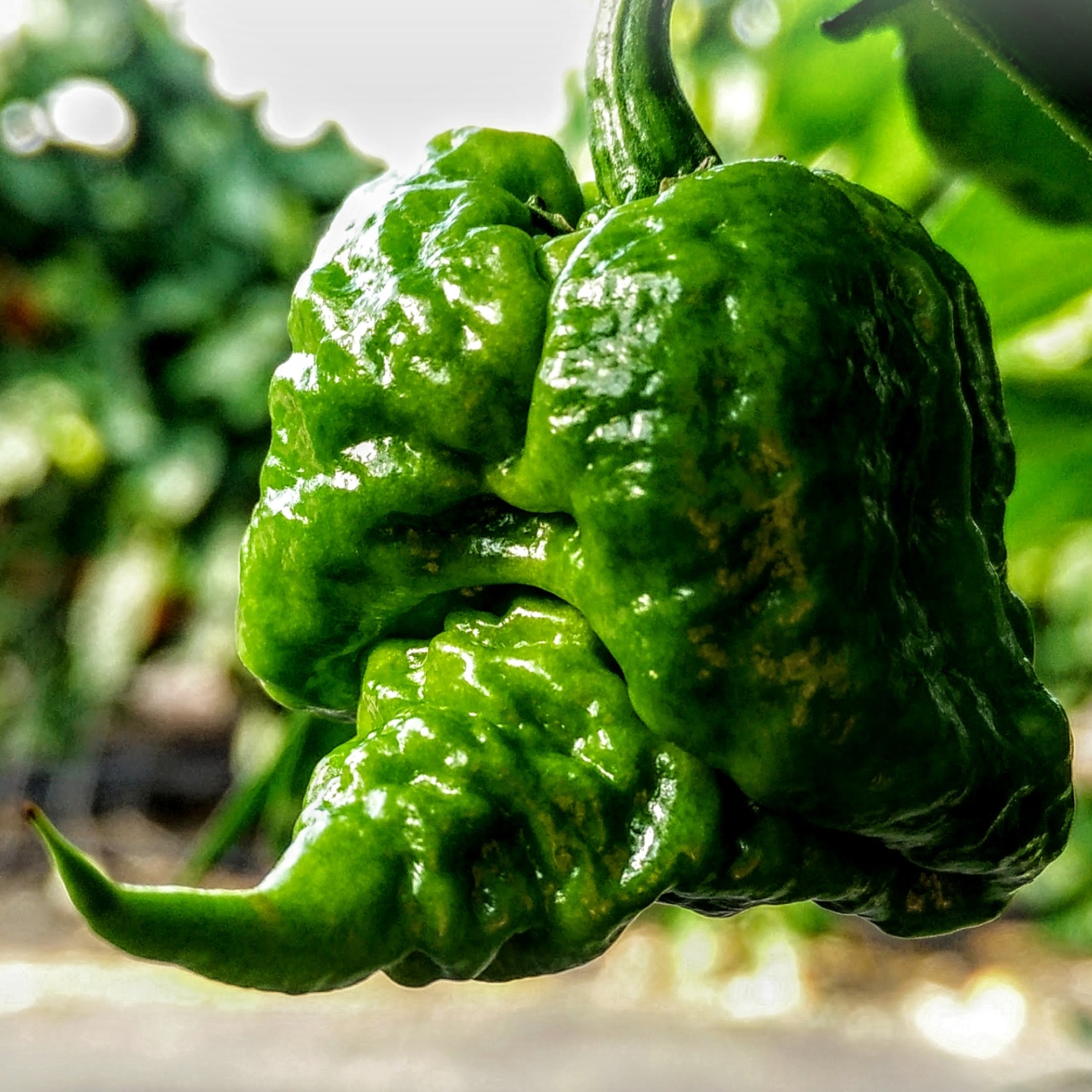 Semínka-Chilli.cz foto 3