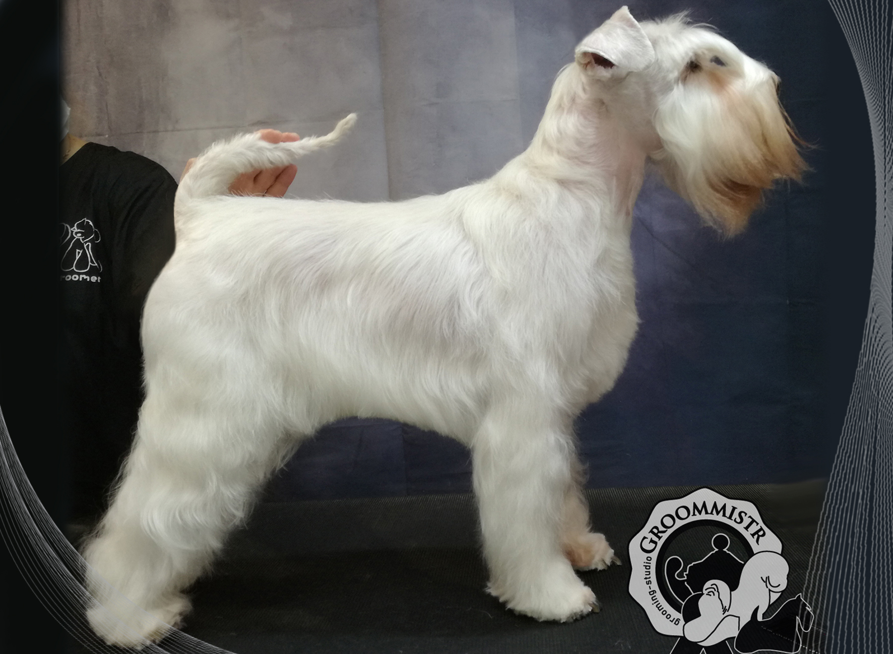 GROOMMISTR grooming-studio foto 6