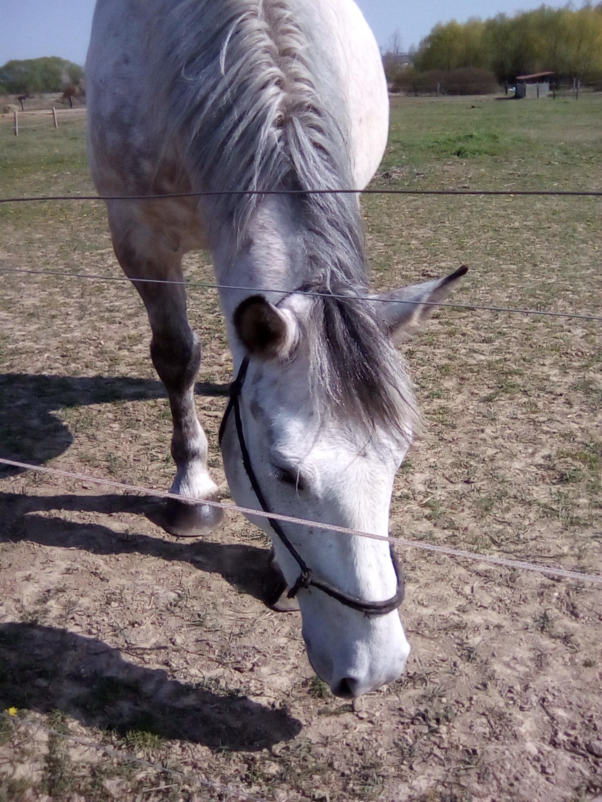 STÁJ TROJAN, spol. s r.o. foto 4
