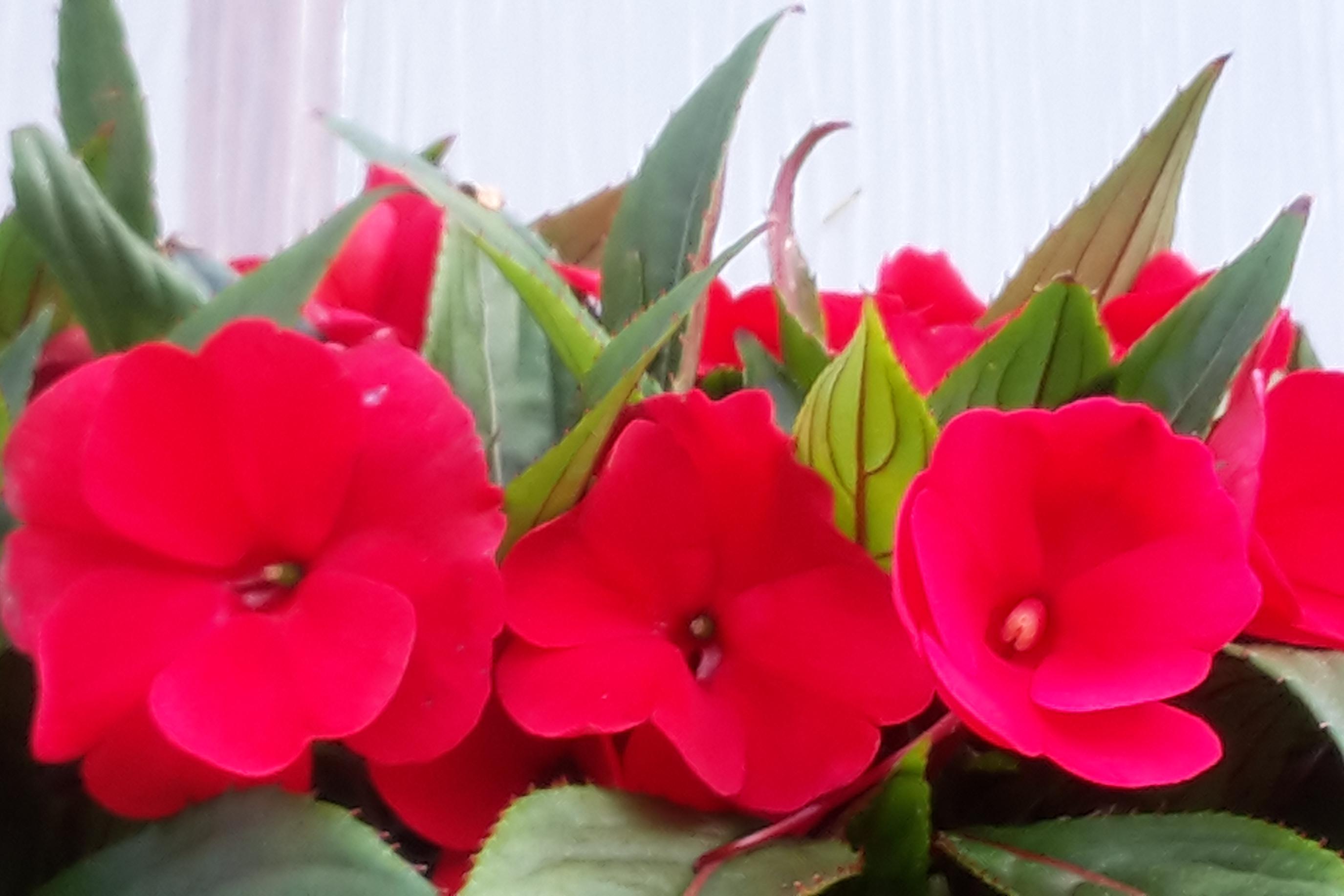 Zahradnictví Jiří Jura