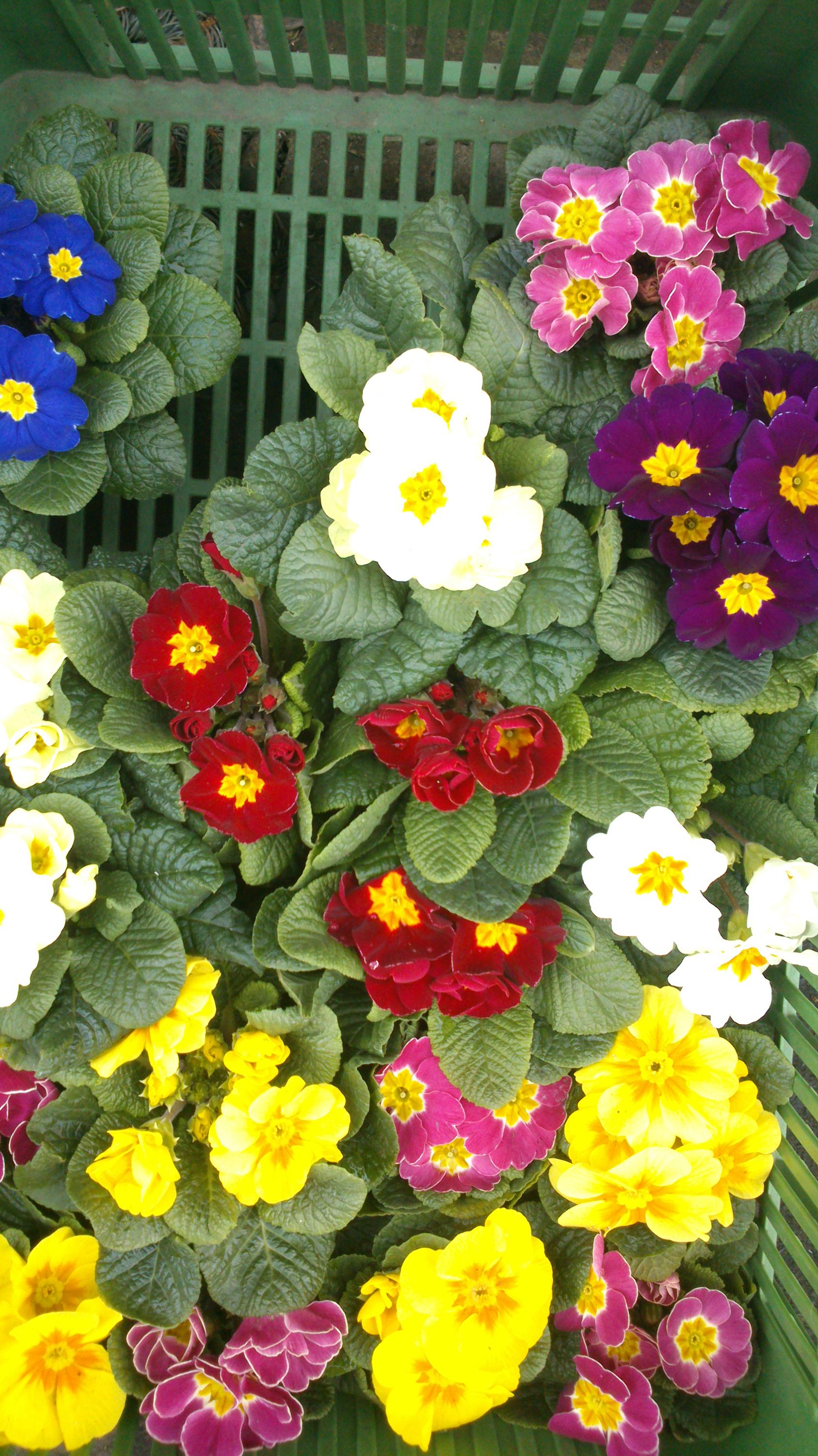 Květinářství Květa Hájková foto 2