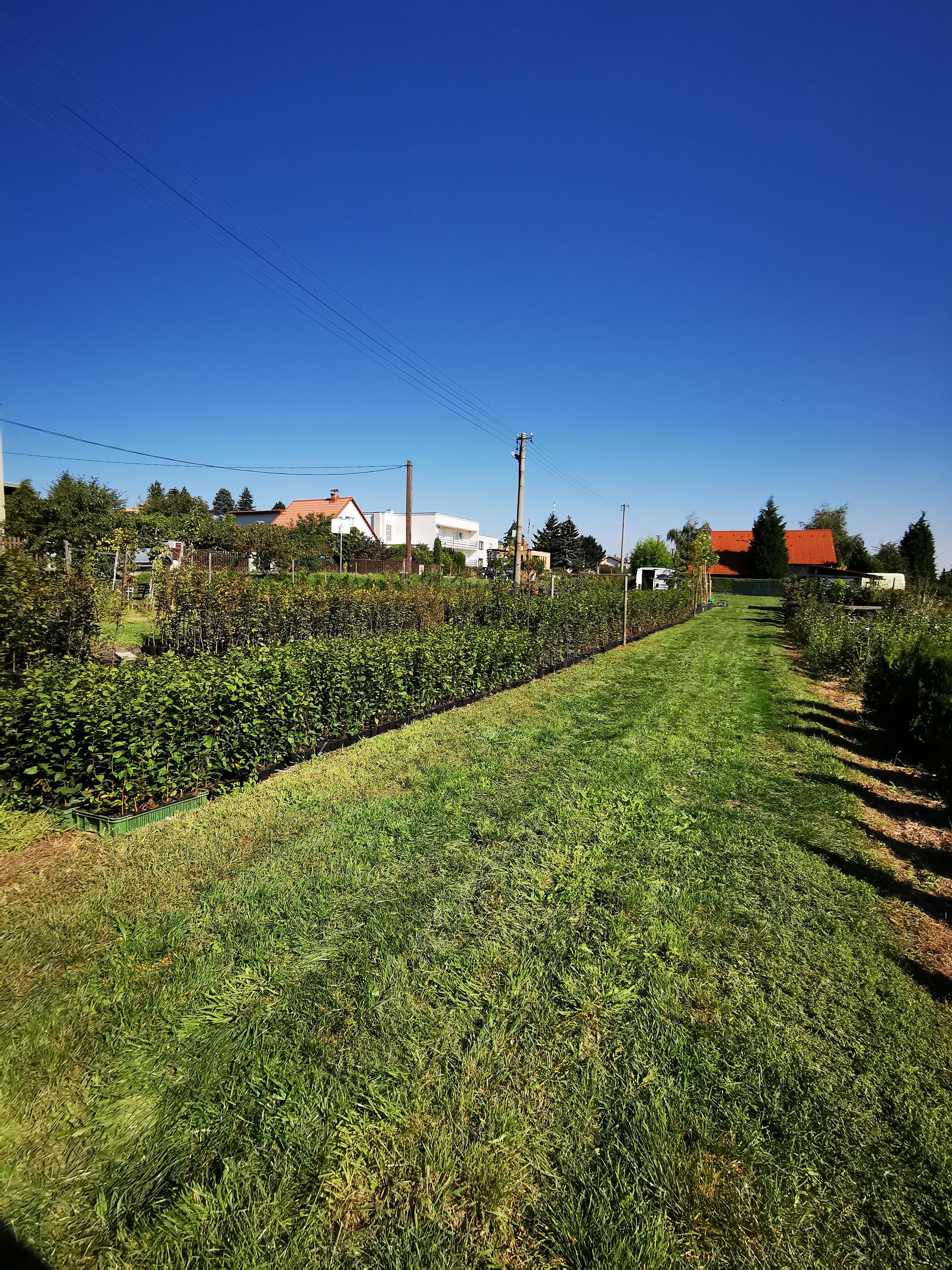 Carpineum zahradnictví Mělník foto 3