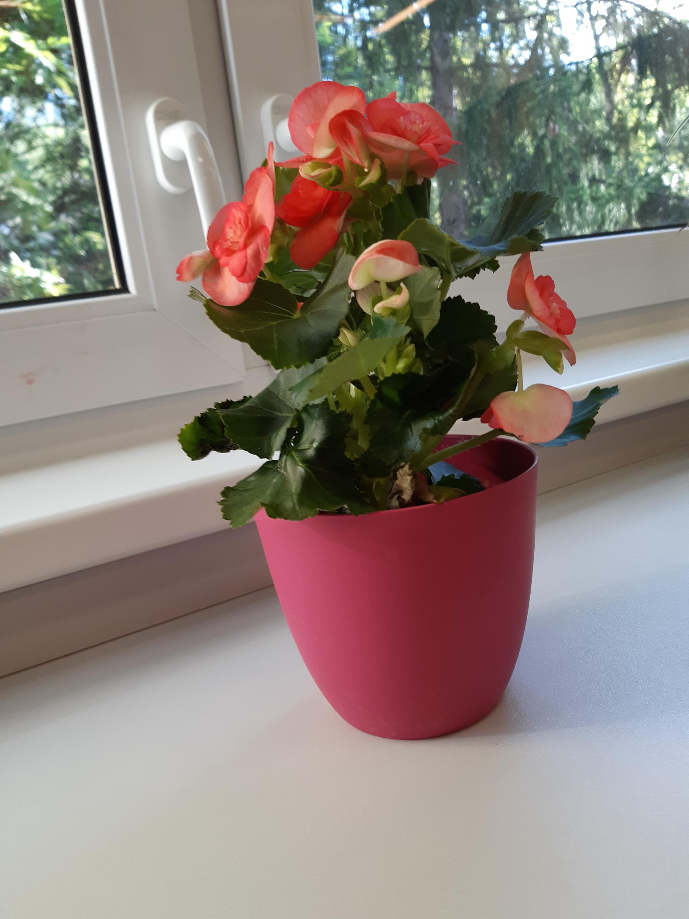 ZŠ Praha 9, Litvínovská 500 foto 4