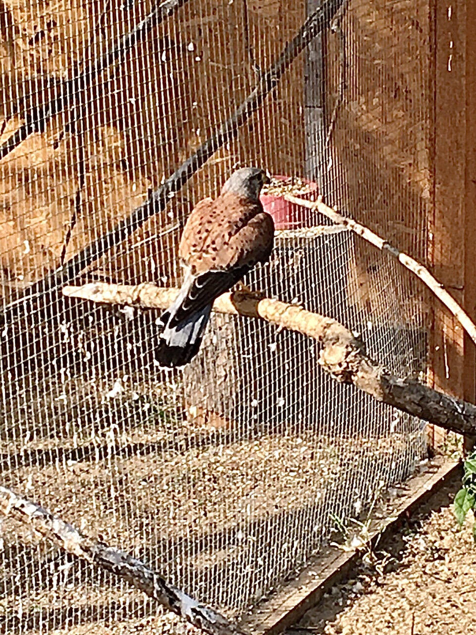 Záchranná stanice pro DIVOKÁ a EXOTICKÁ zvířata foto 4