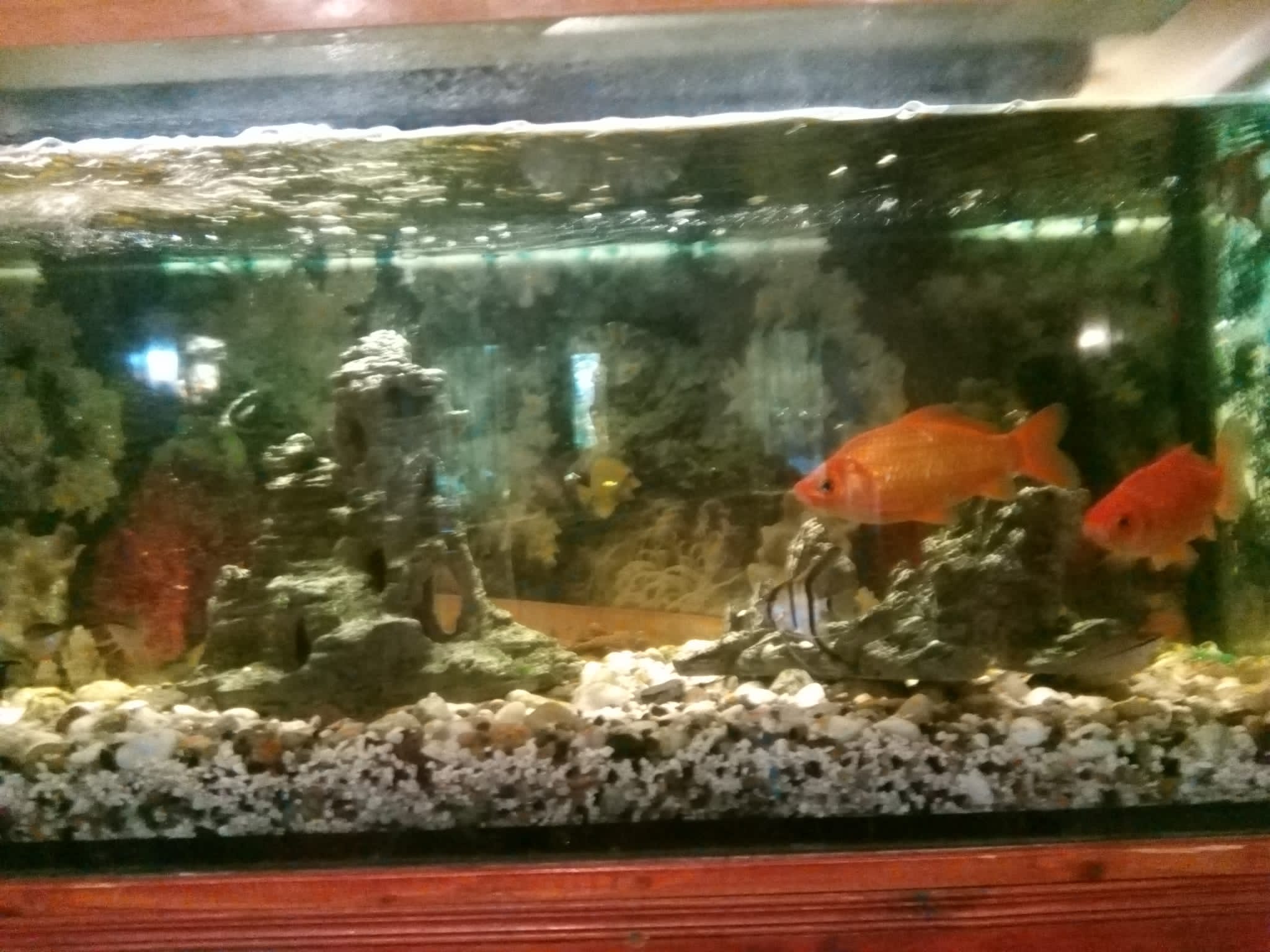 Restaurace a penzion U Parku foto 4