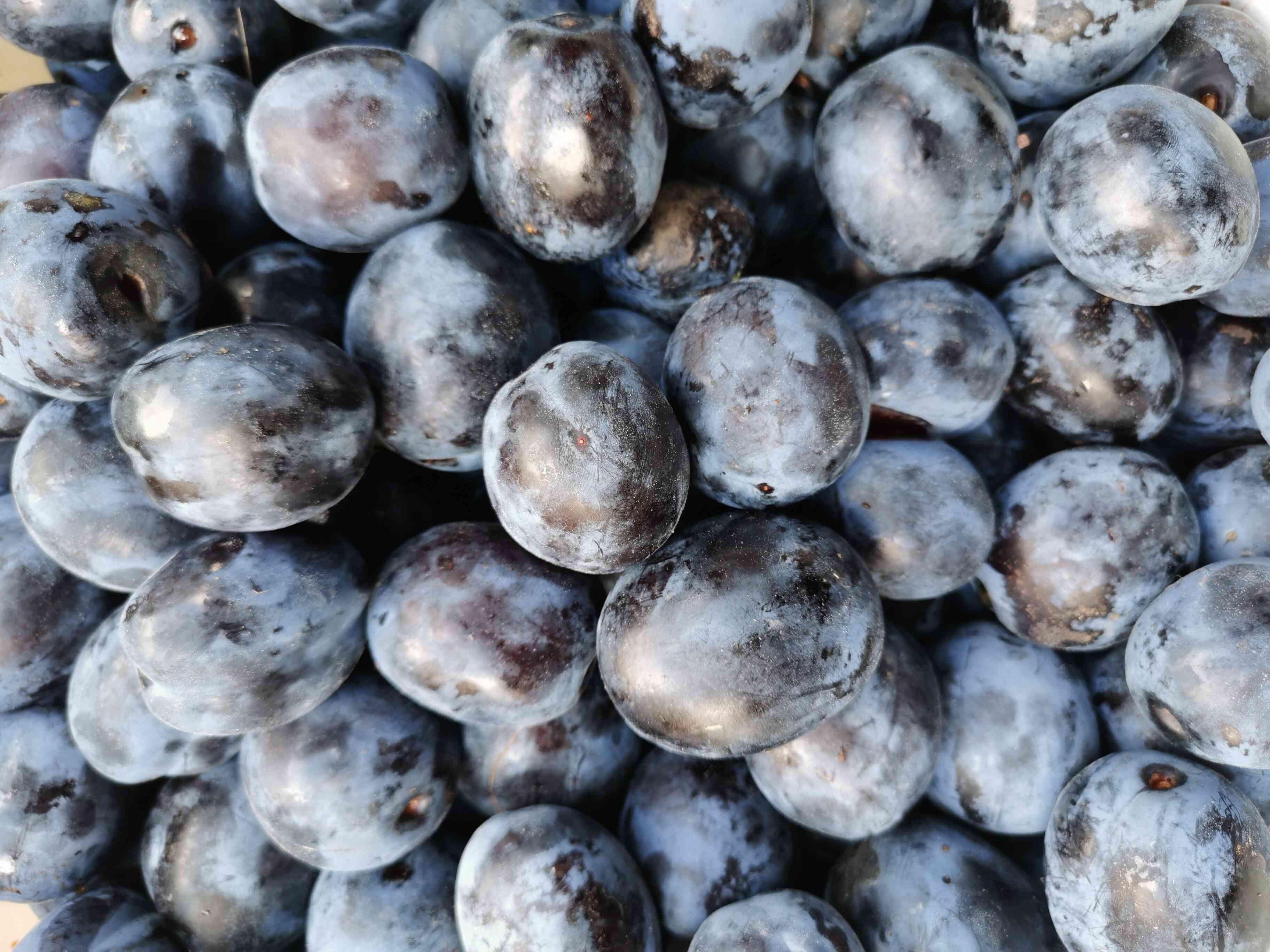 Pěstitelská pálenice Hřiměždice foto 3