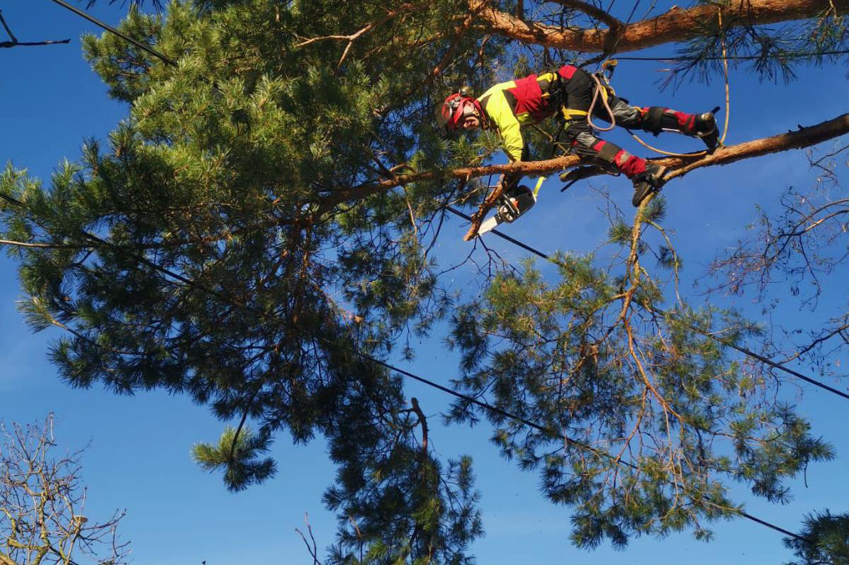 Kácení nad elektrickým vedením