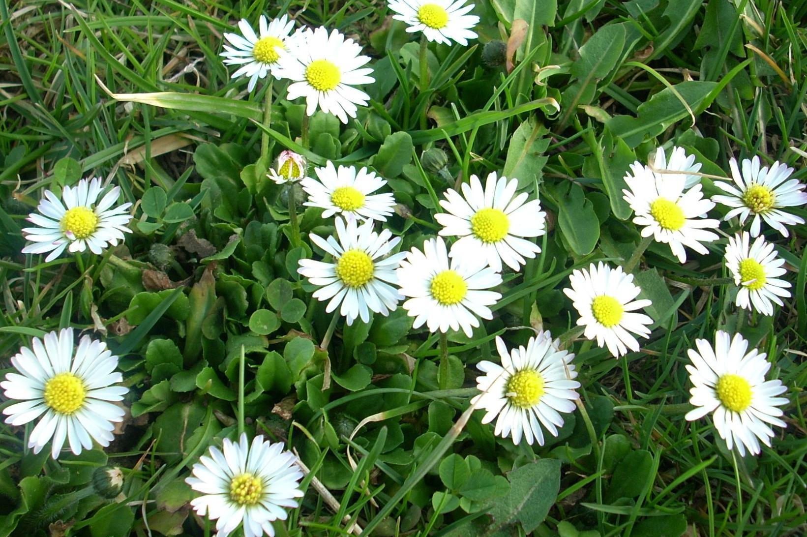 Sedmikráska, sdružení osobního rozvoje