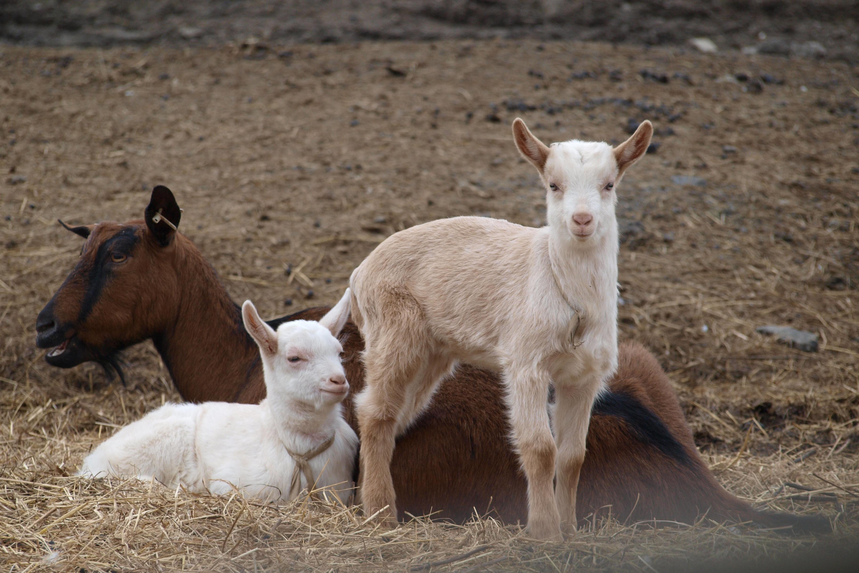 Kozí farma - U Křížku