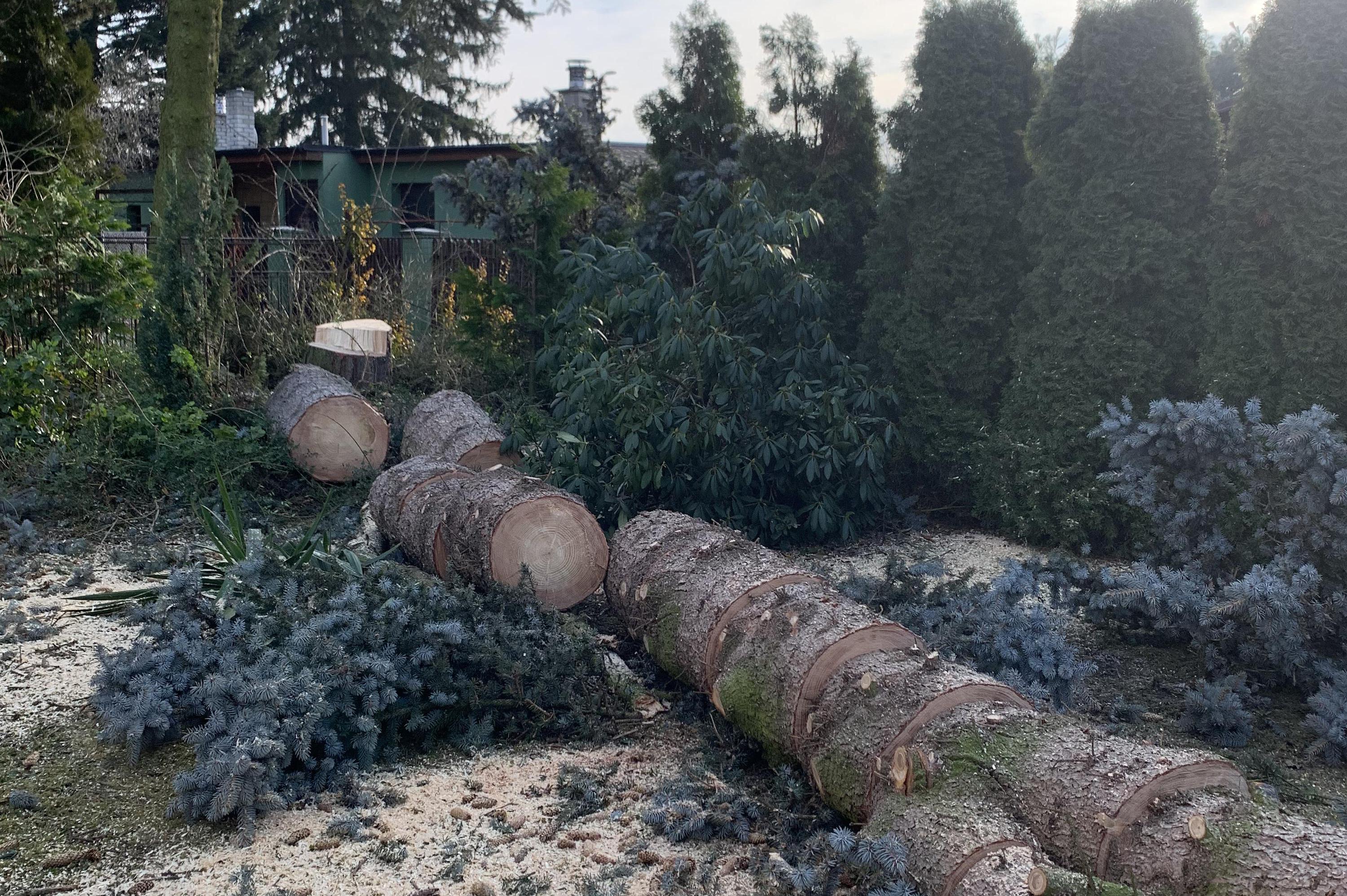 Směrové kácení - v blízkosti chat a domů