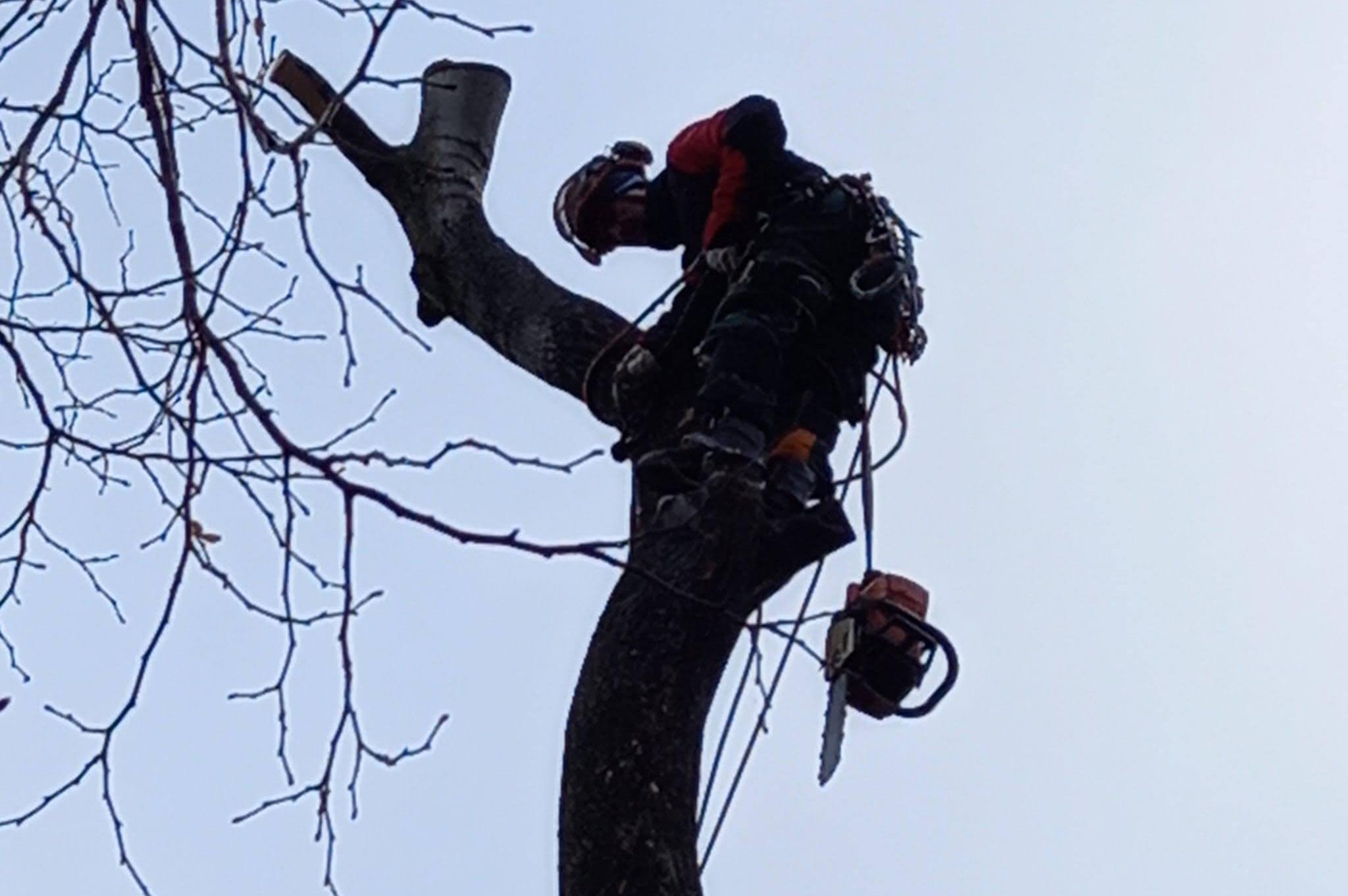 Jedlička - ořezy stromů, výškové práce