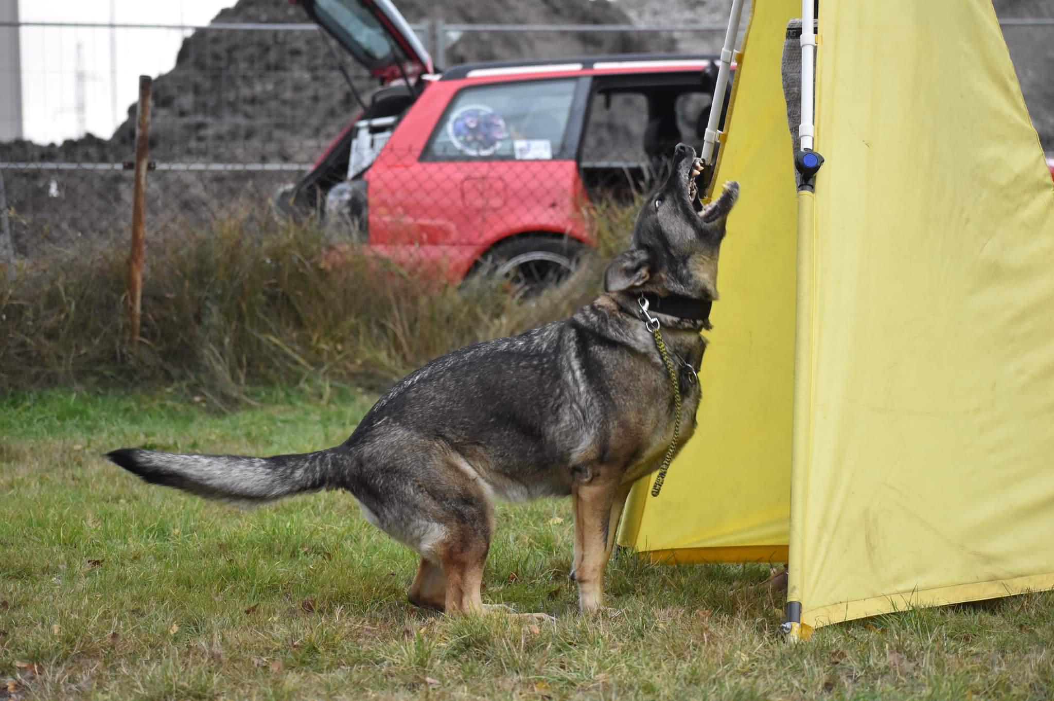 ZKO Česká Lípa-Obecní les-343